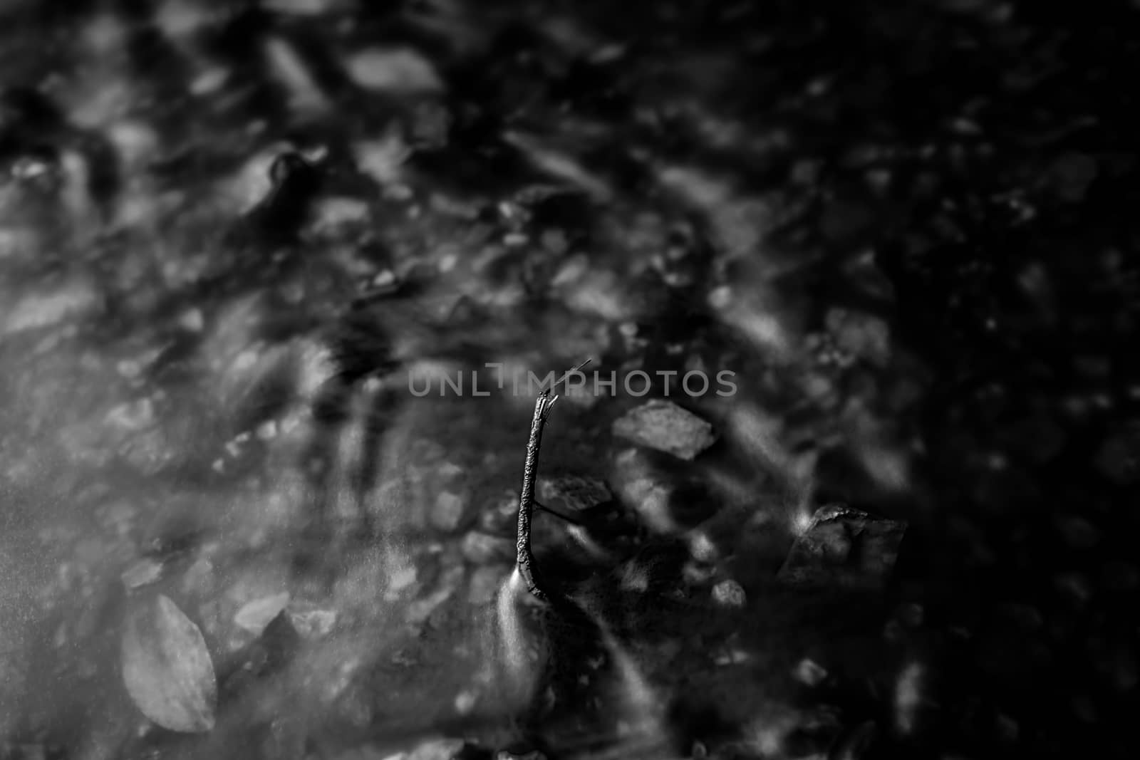 Dragonfly on twig surrounded by water