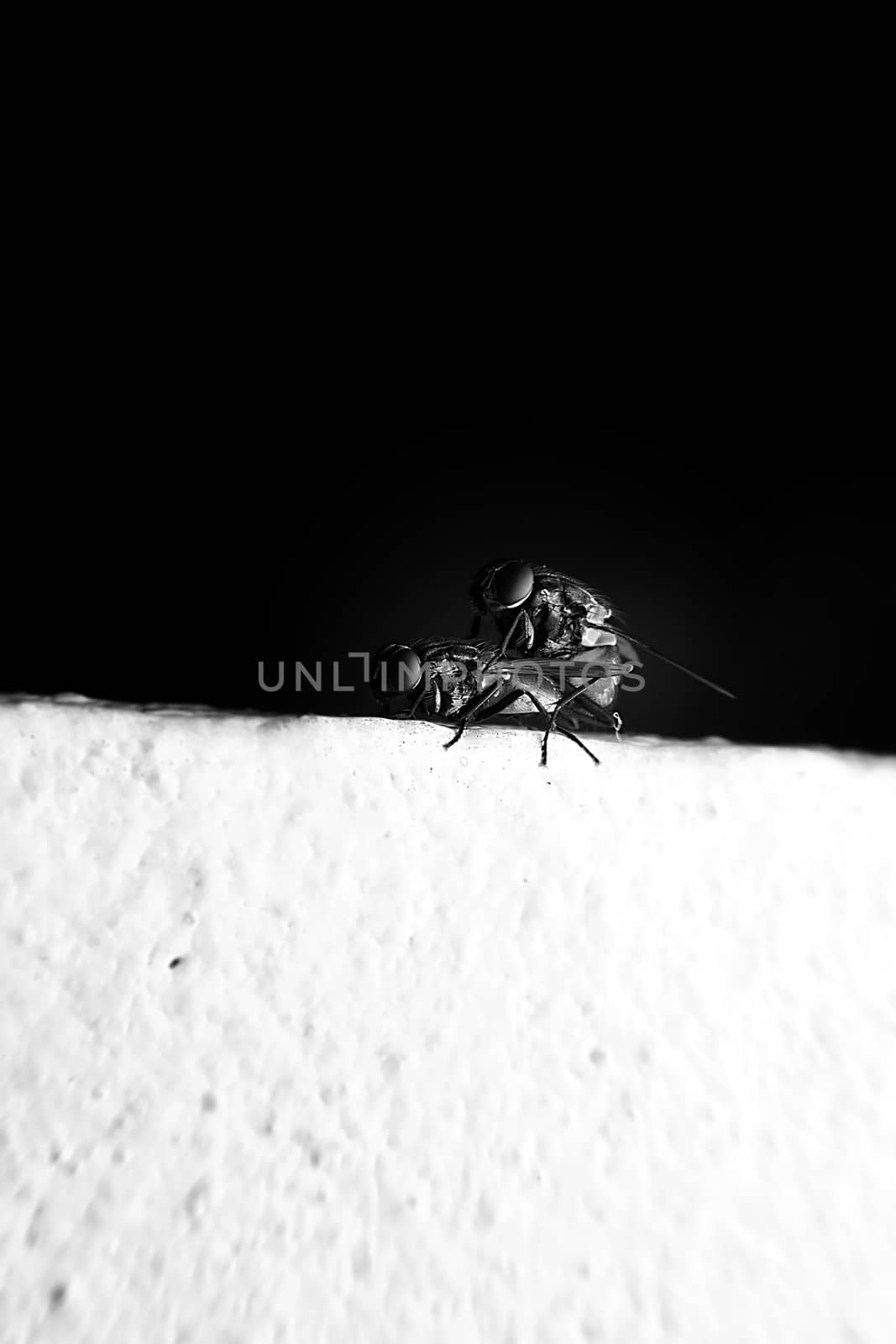 Flies mating with close-up detailed view