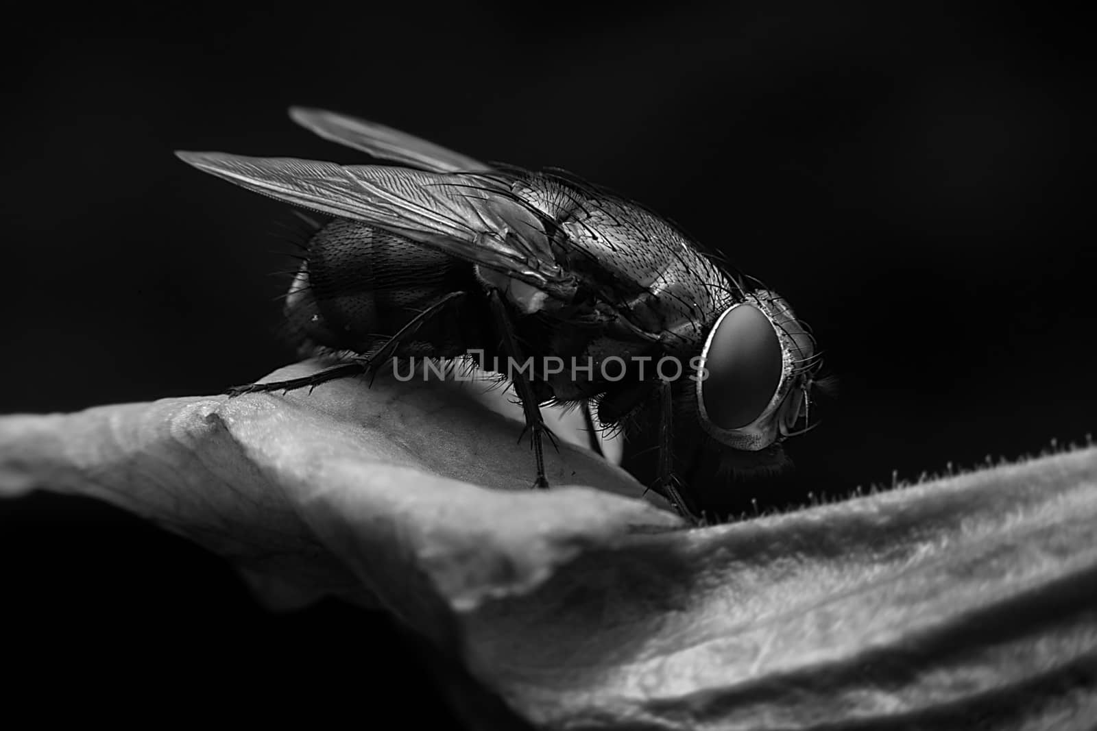 Bluebottle with close-up detailed view