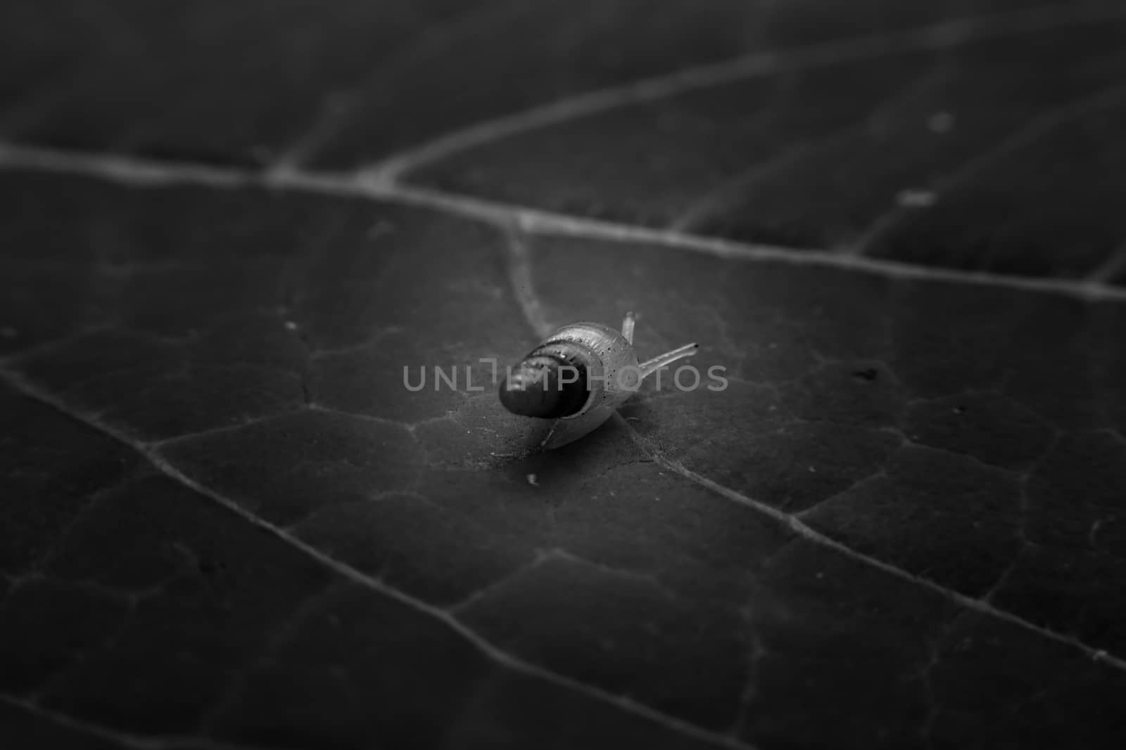 Snail with close-up detailed view