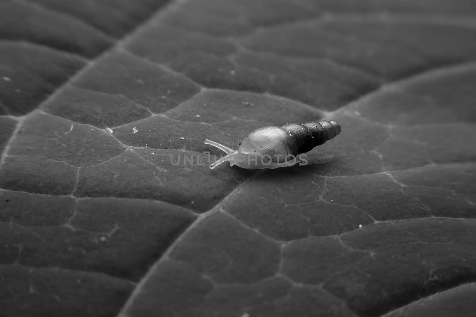 Snail with close-up detailed view