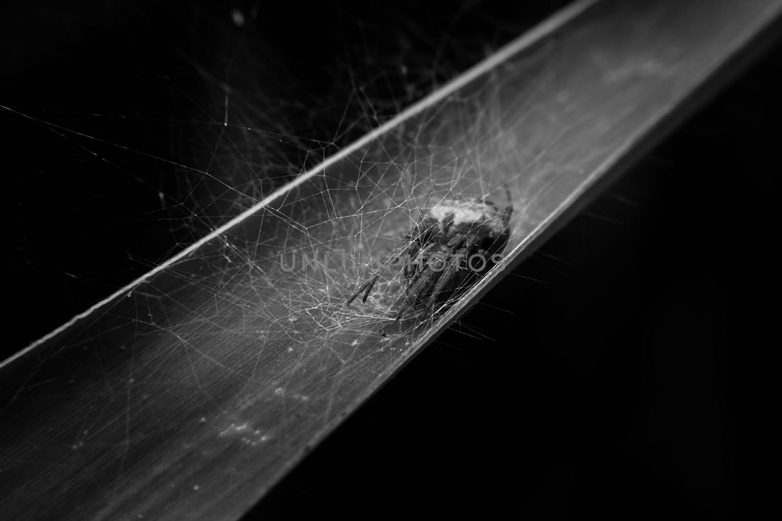 Spider in webs
