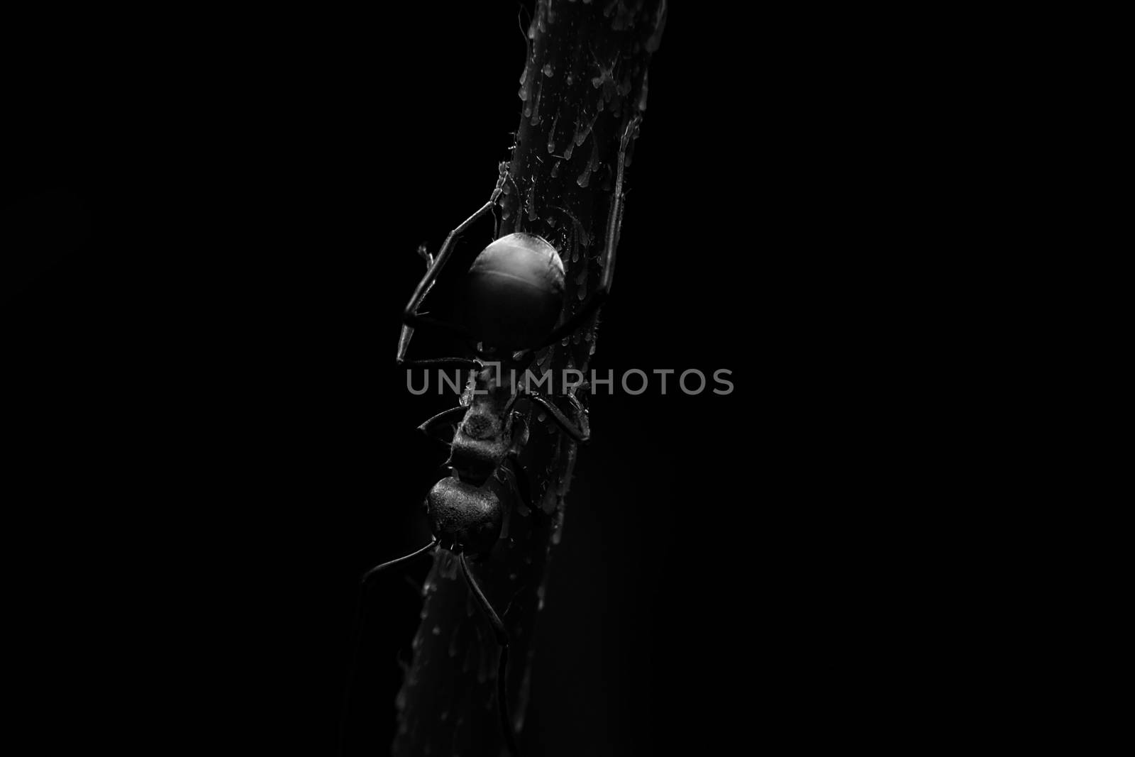 Ants with close-up detailed view