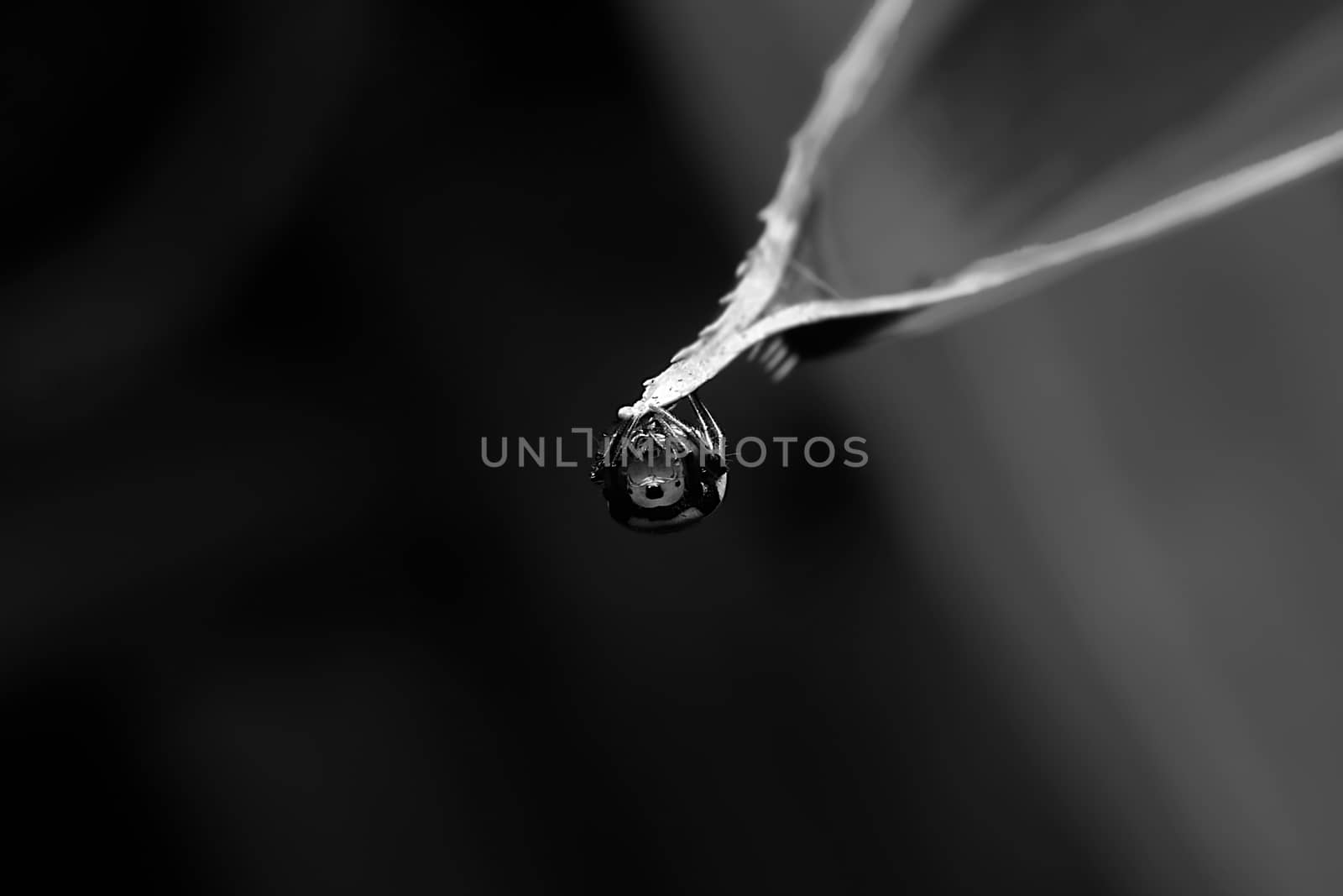 Spider with close-up detailed view