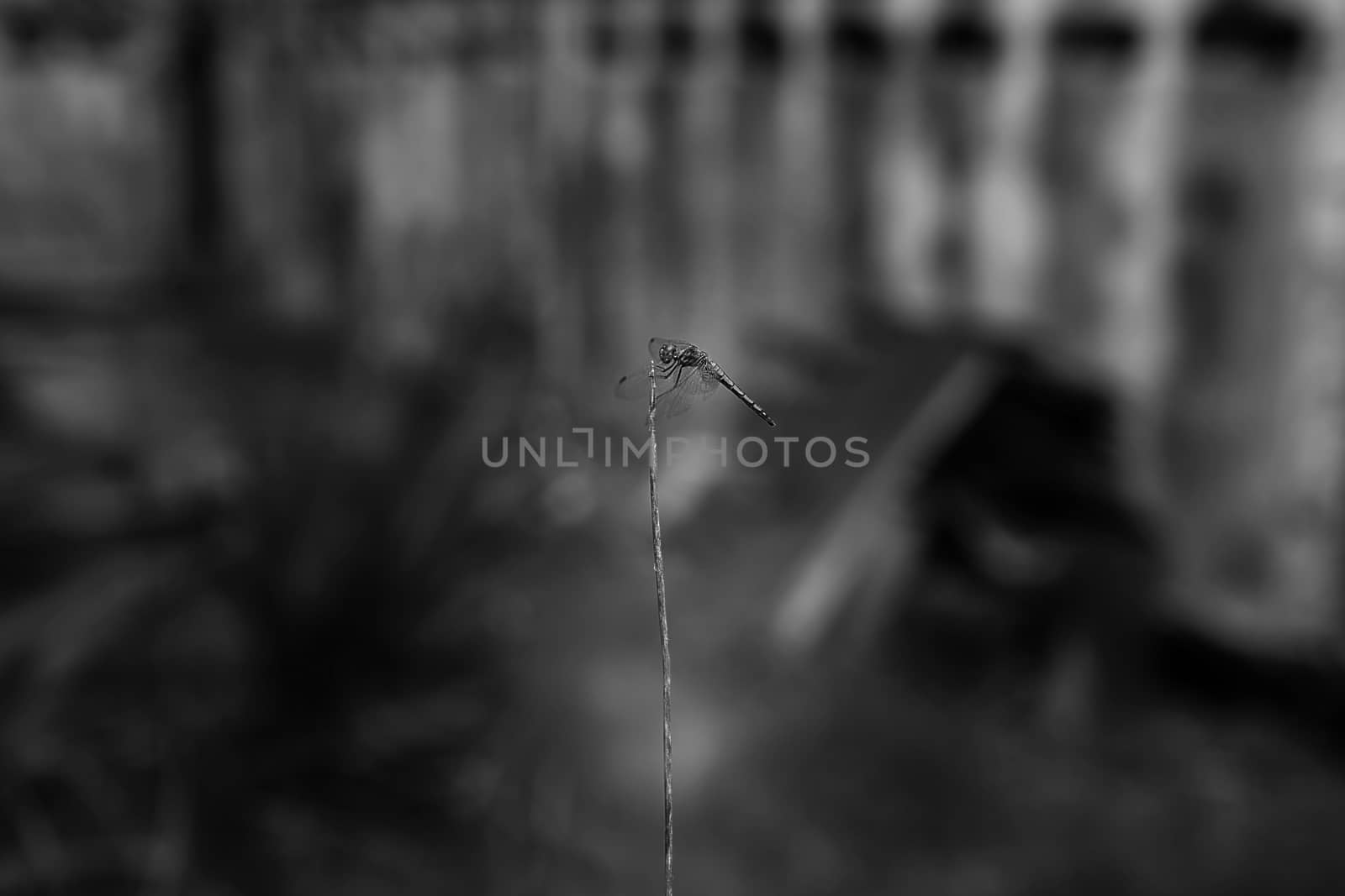 Dragonfly with close-up detailed view