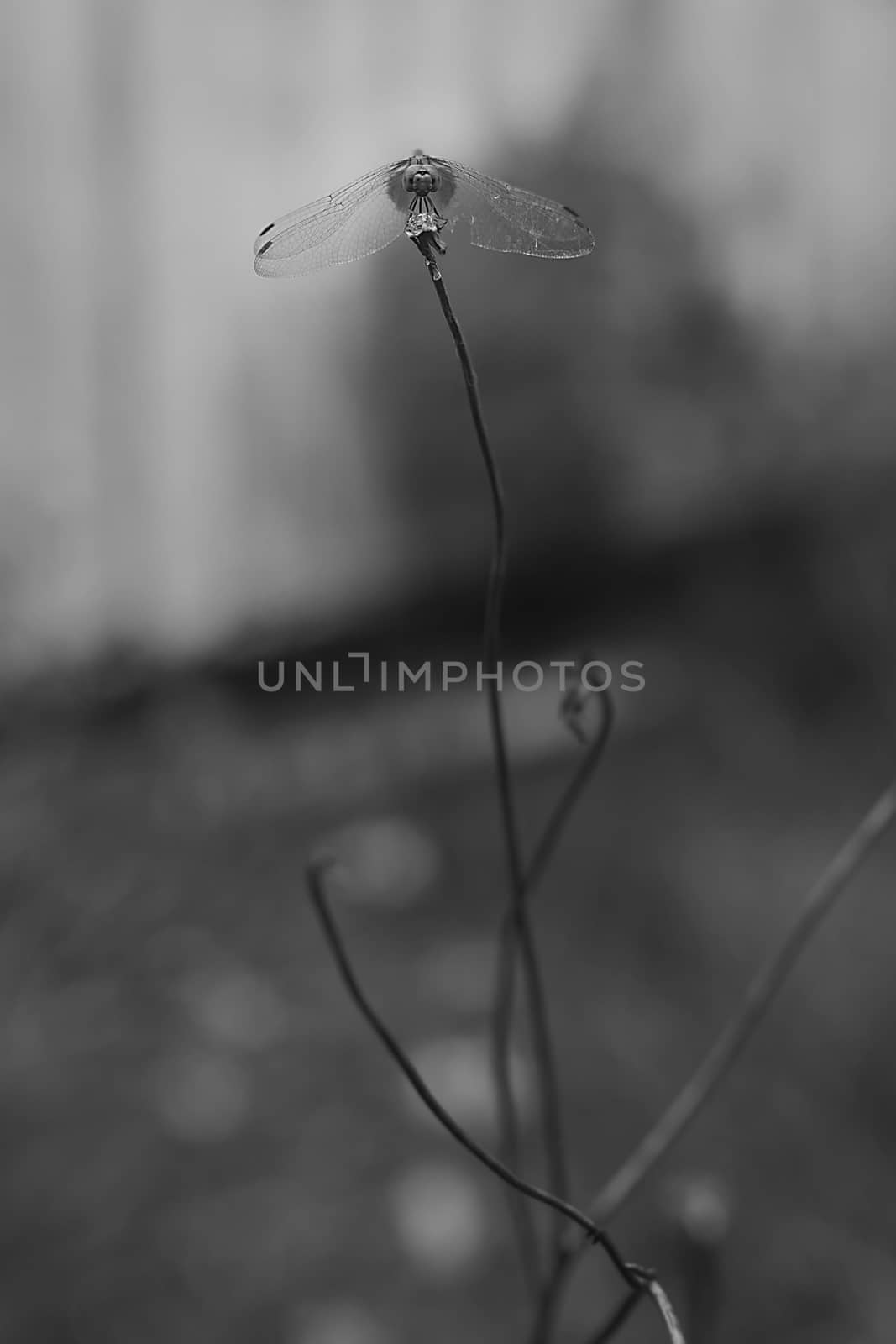 Dragonfly with close-up detailed view