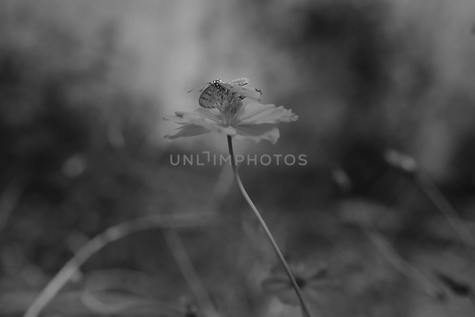 Butterfly on flowers