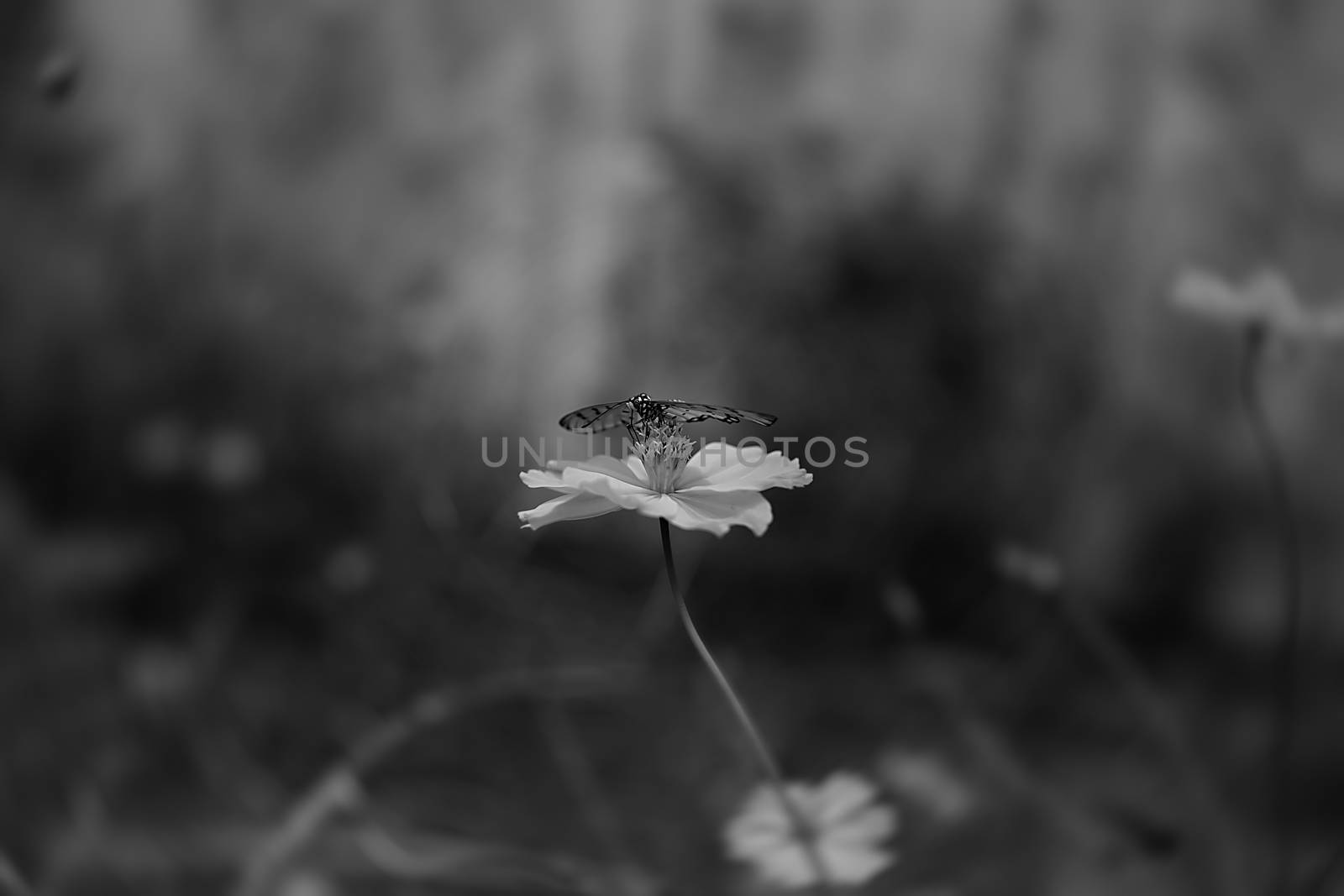Butterfly on flowers