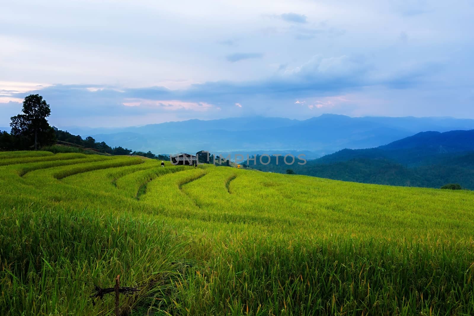 Rice terraces in Chiang Mai, Thailand