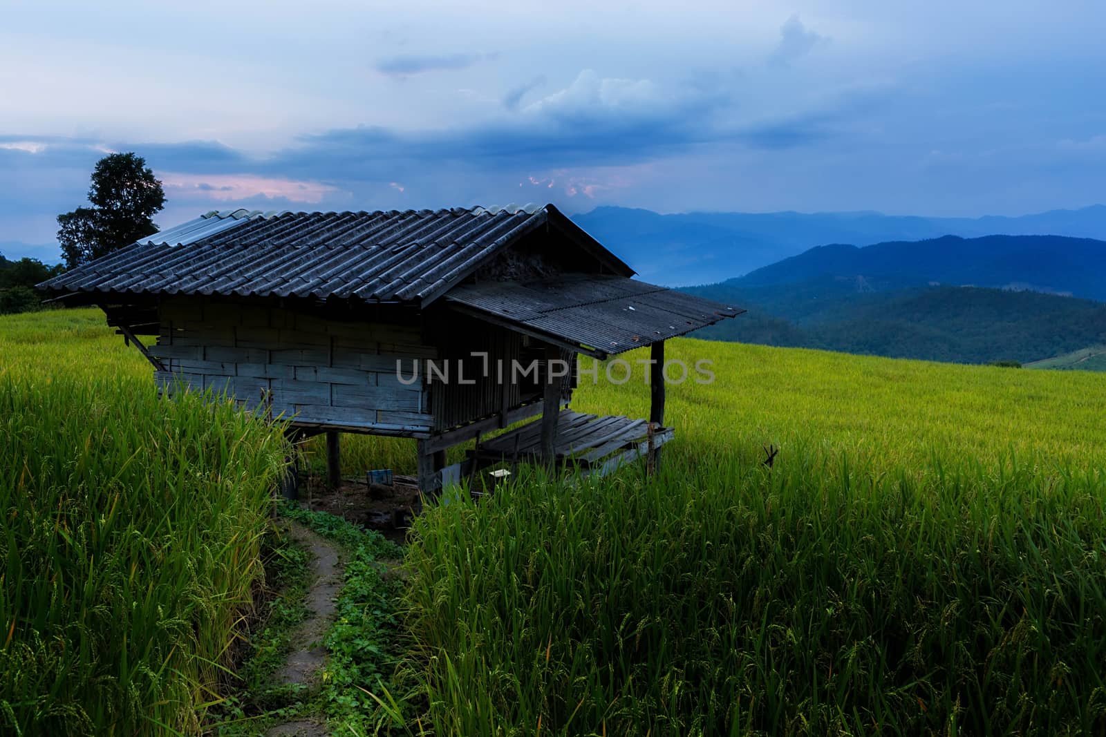 Rice terraces in Chiang Mai, Thailand