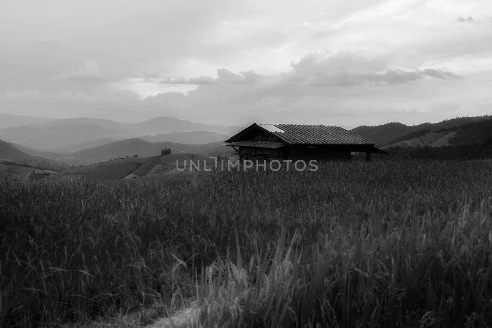 Rice terraces in Chiang Mai, Thailand