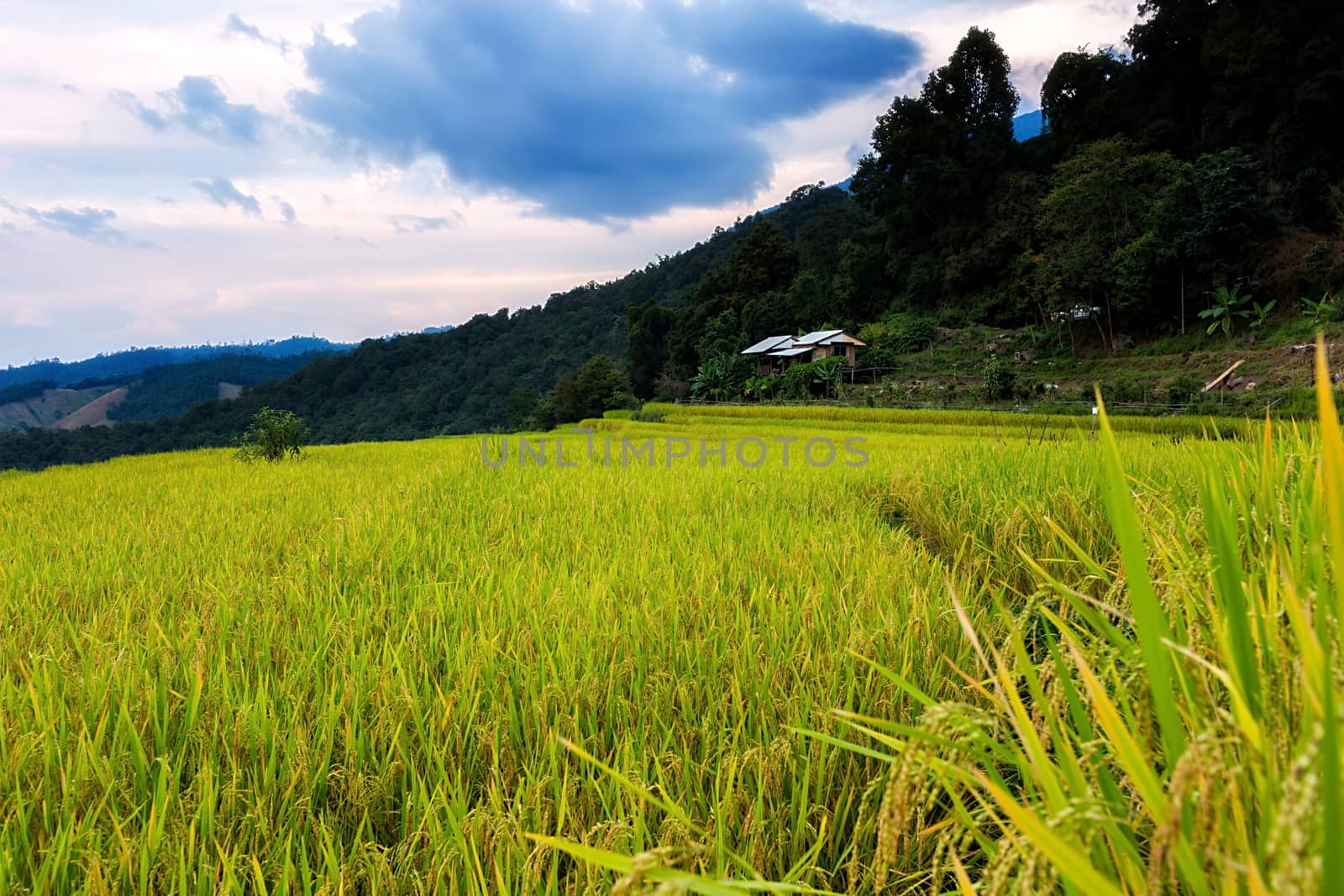 Rice terraces in Chiang Mai, Thailand