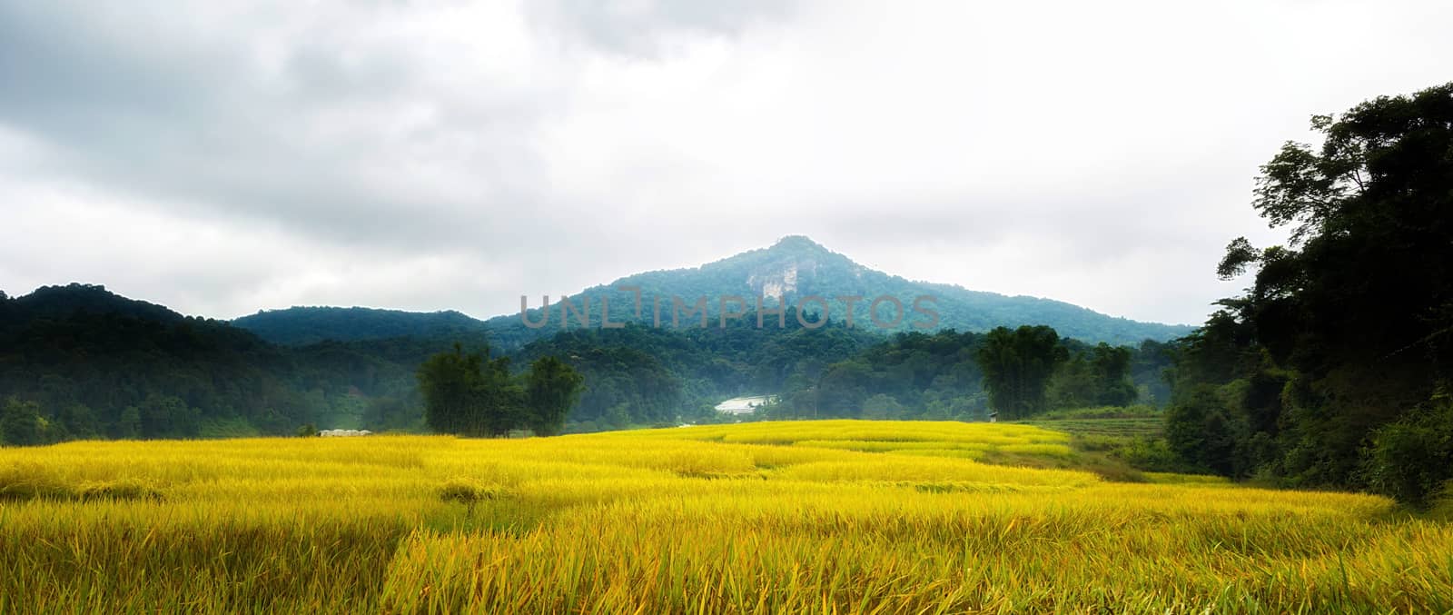 Rice terraces in Chiang Mai, Thailand