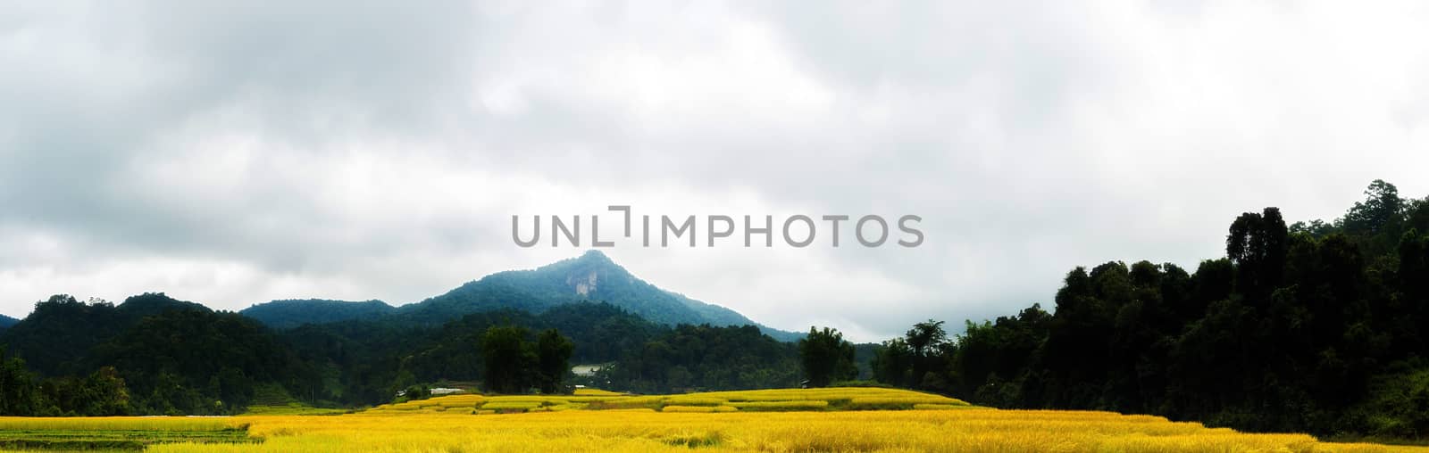 Rice terraces in Chiang Mai, Thailand