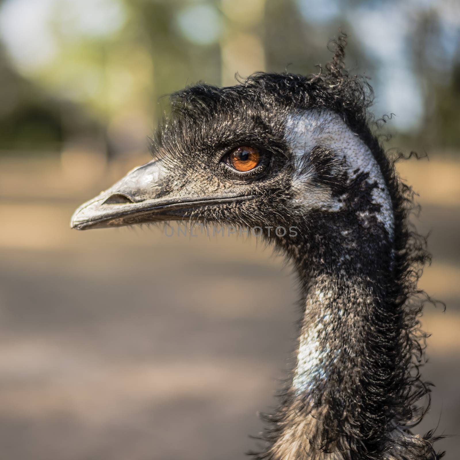 Emu by itself outdoors during the daytime. by artistrobd