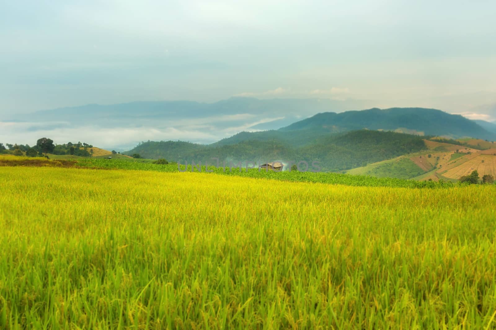 Rice terraces in Chiang Mai, Thailand