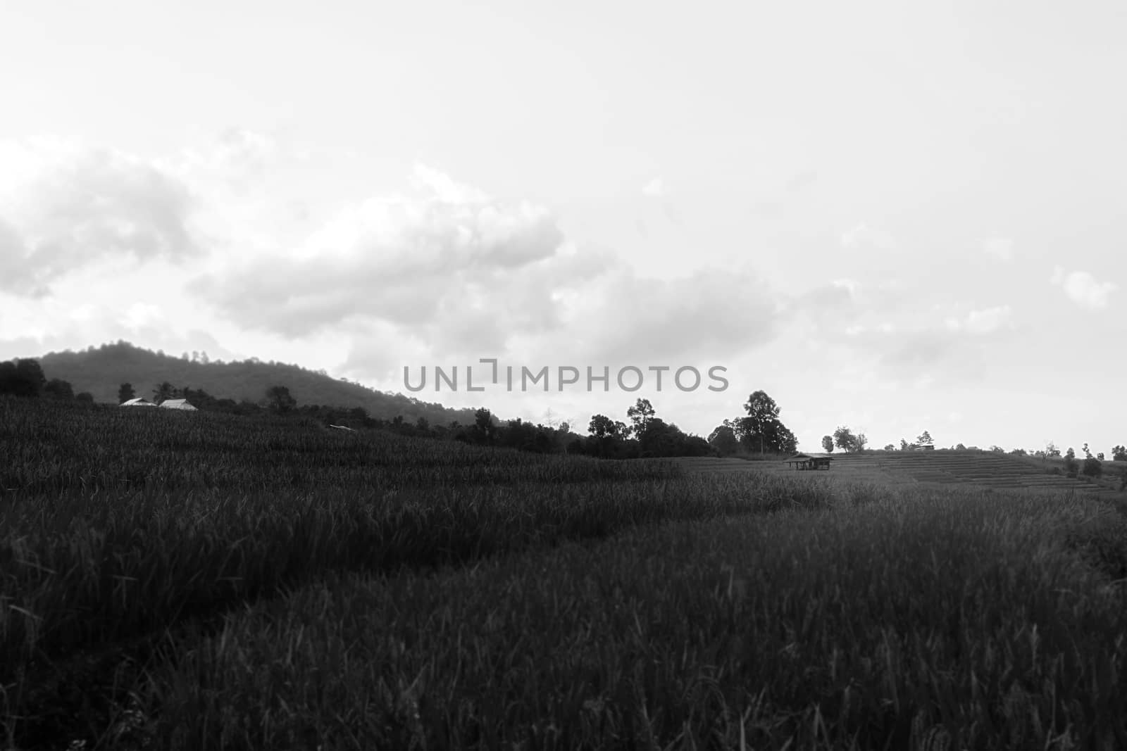 Rice terraces in Chiang Mai, Thailand