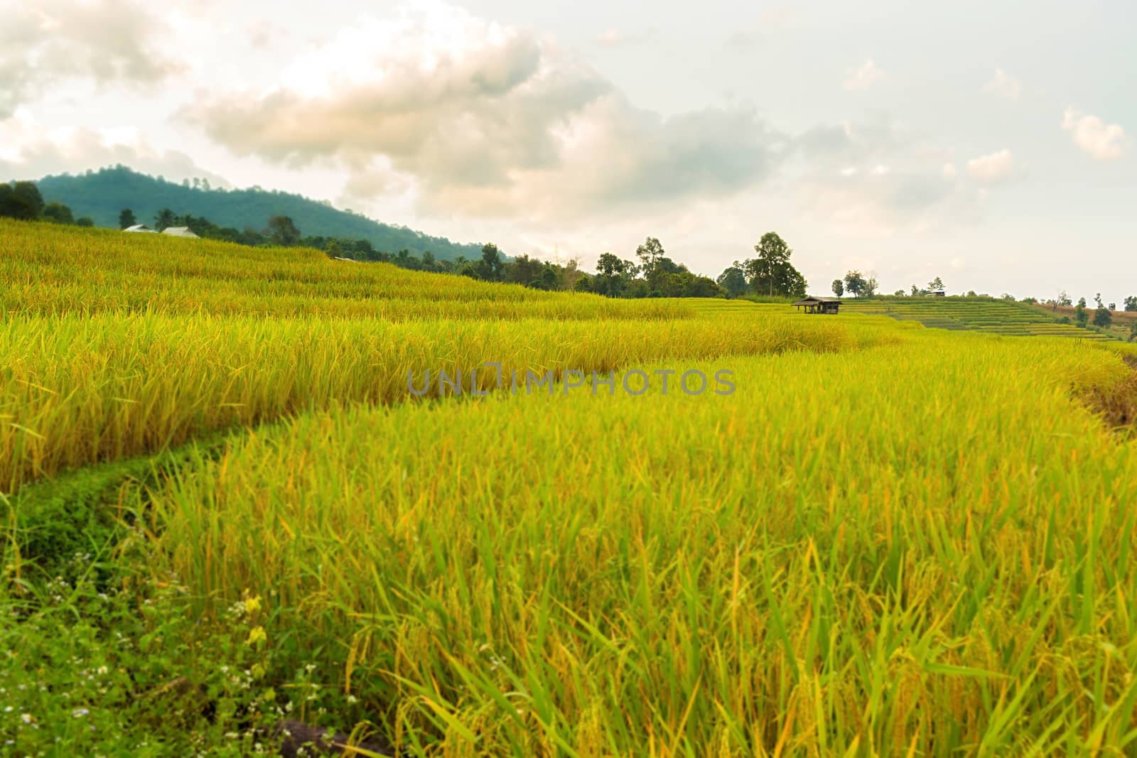Rice terraces in Chiang Mai, Thailand