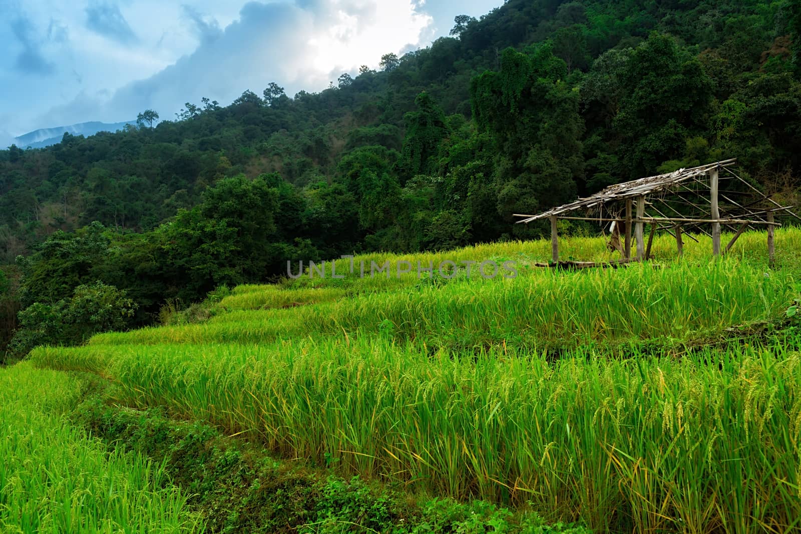 Rice terraces in Chiang Mai, Thailand