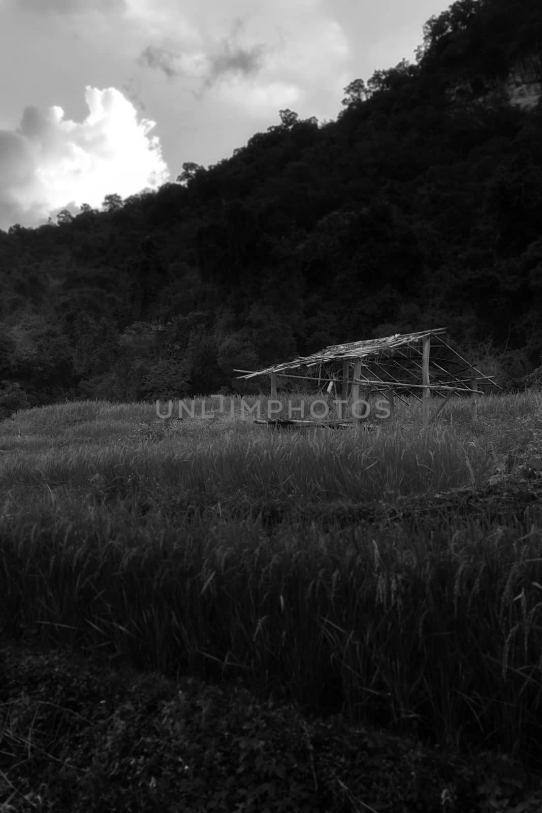 Rice terraces in Chiang Mai, Thailand
