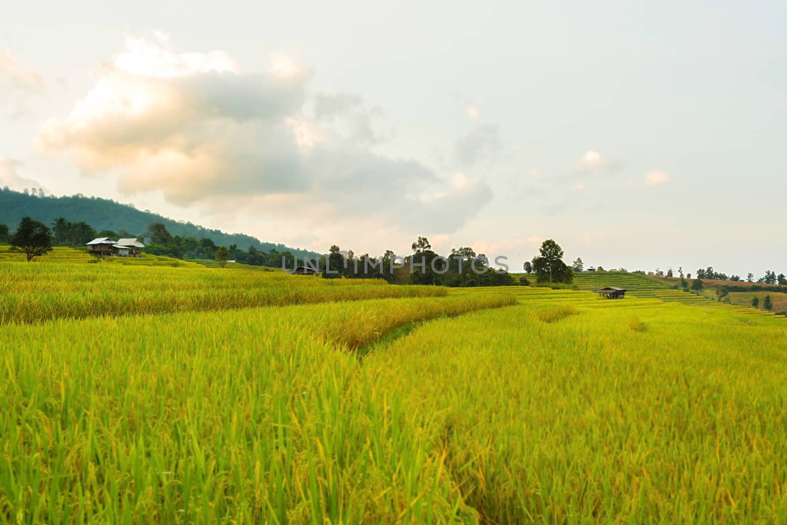 Rice terraces in Chiang Mai, Thailand