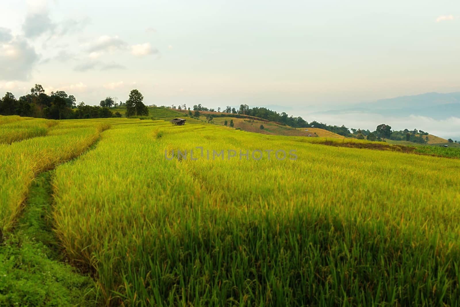 Rice terraces in Chiang Mai, Thailand