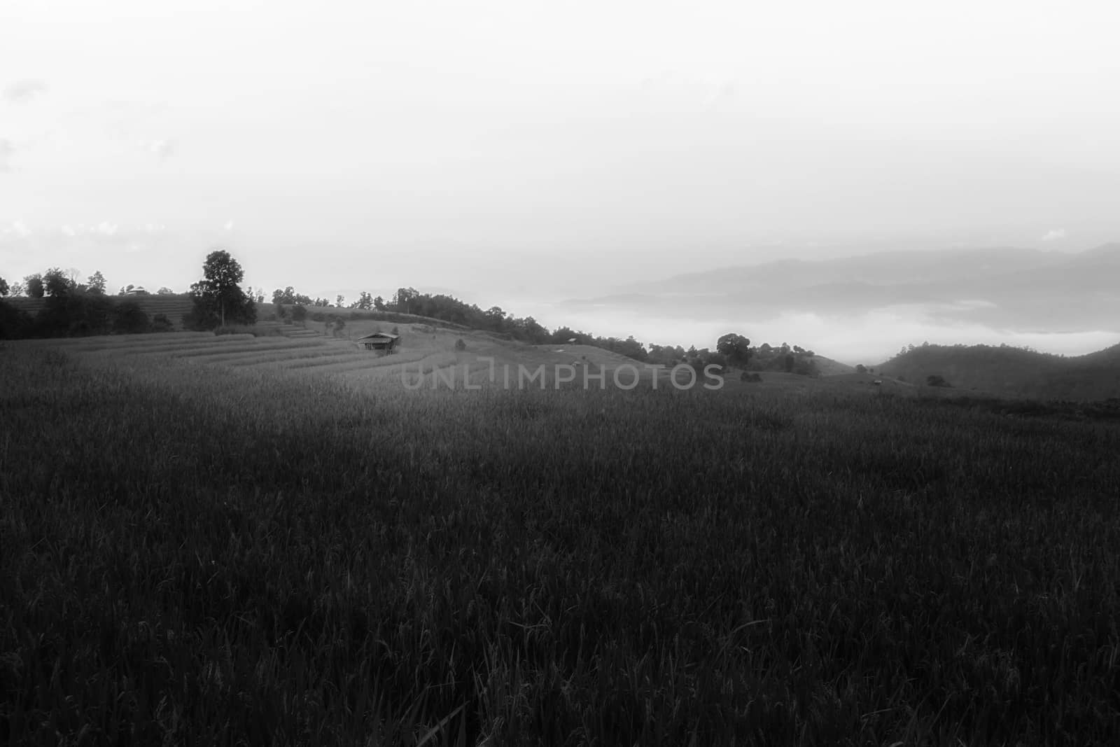Rice terraces in Chiang Mai, Thailand