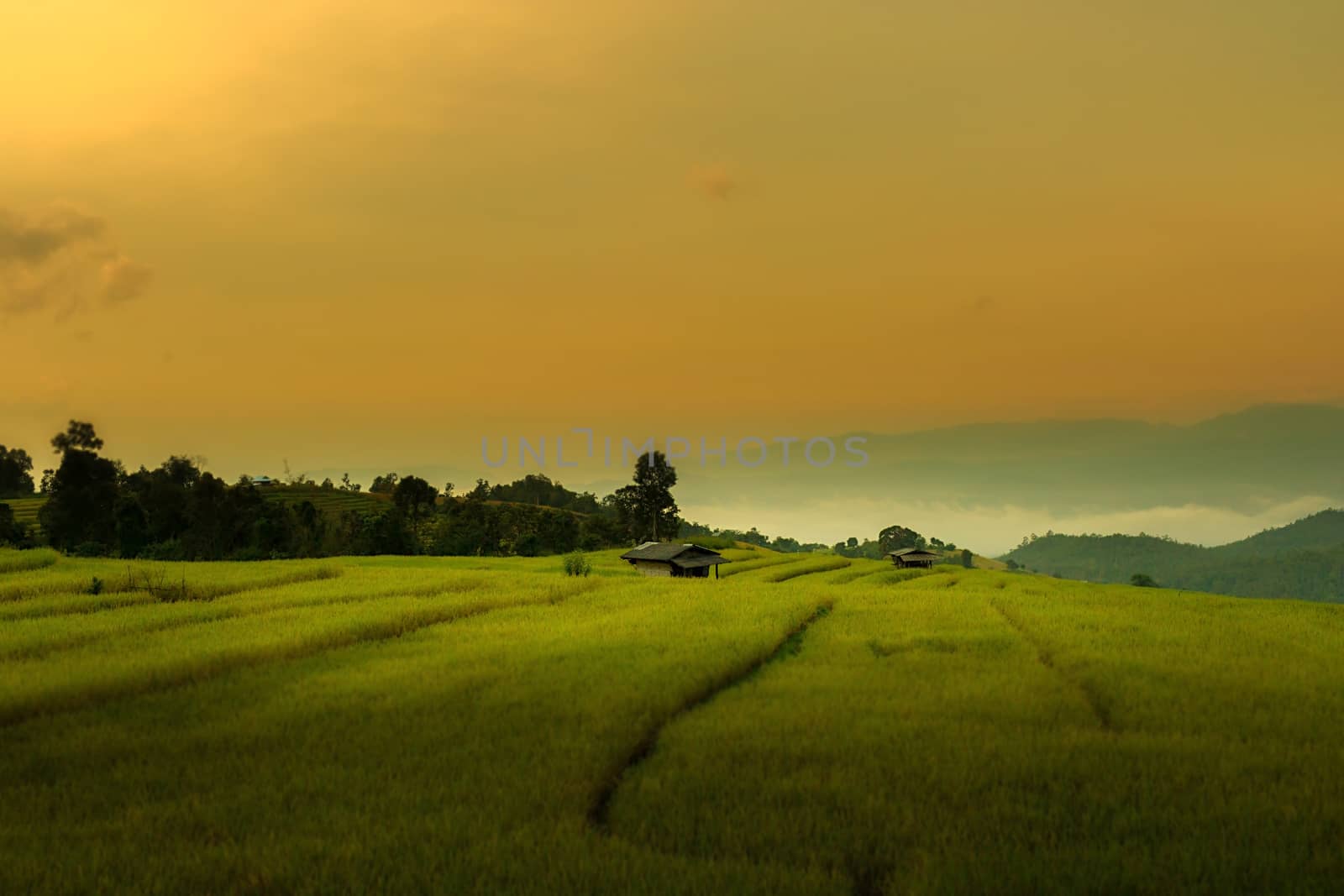Rice terraces in Chiang Mai, Thailand