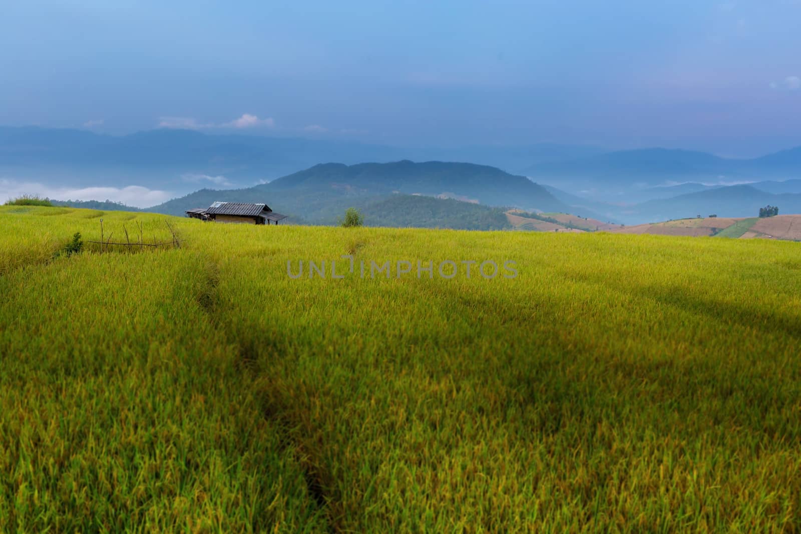 Rice terraces in Chiang Mai, Thailand