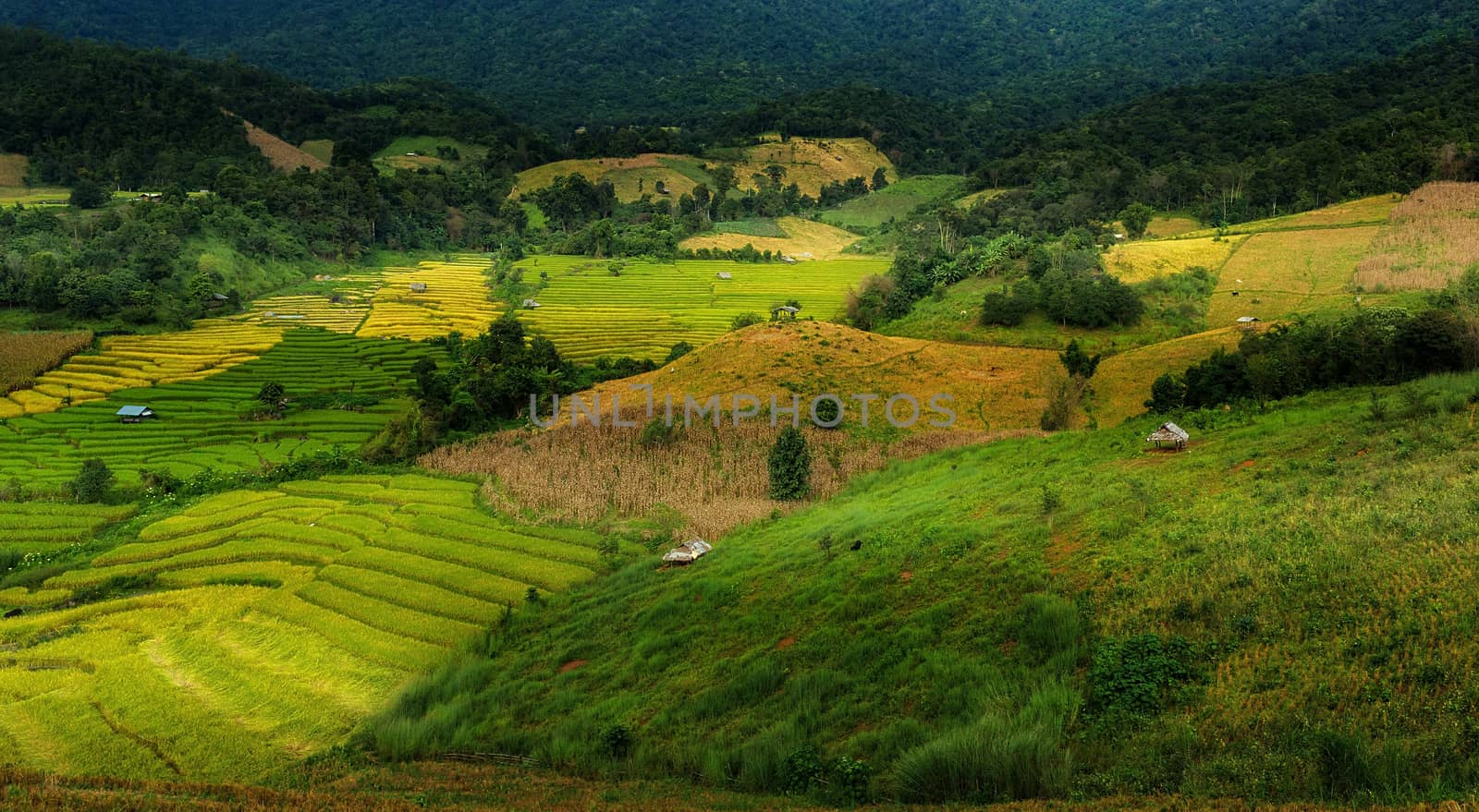 Rice terraces in Chiang Mai, Thailand