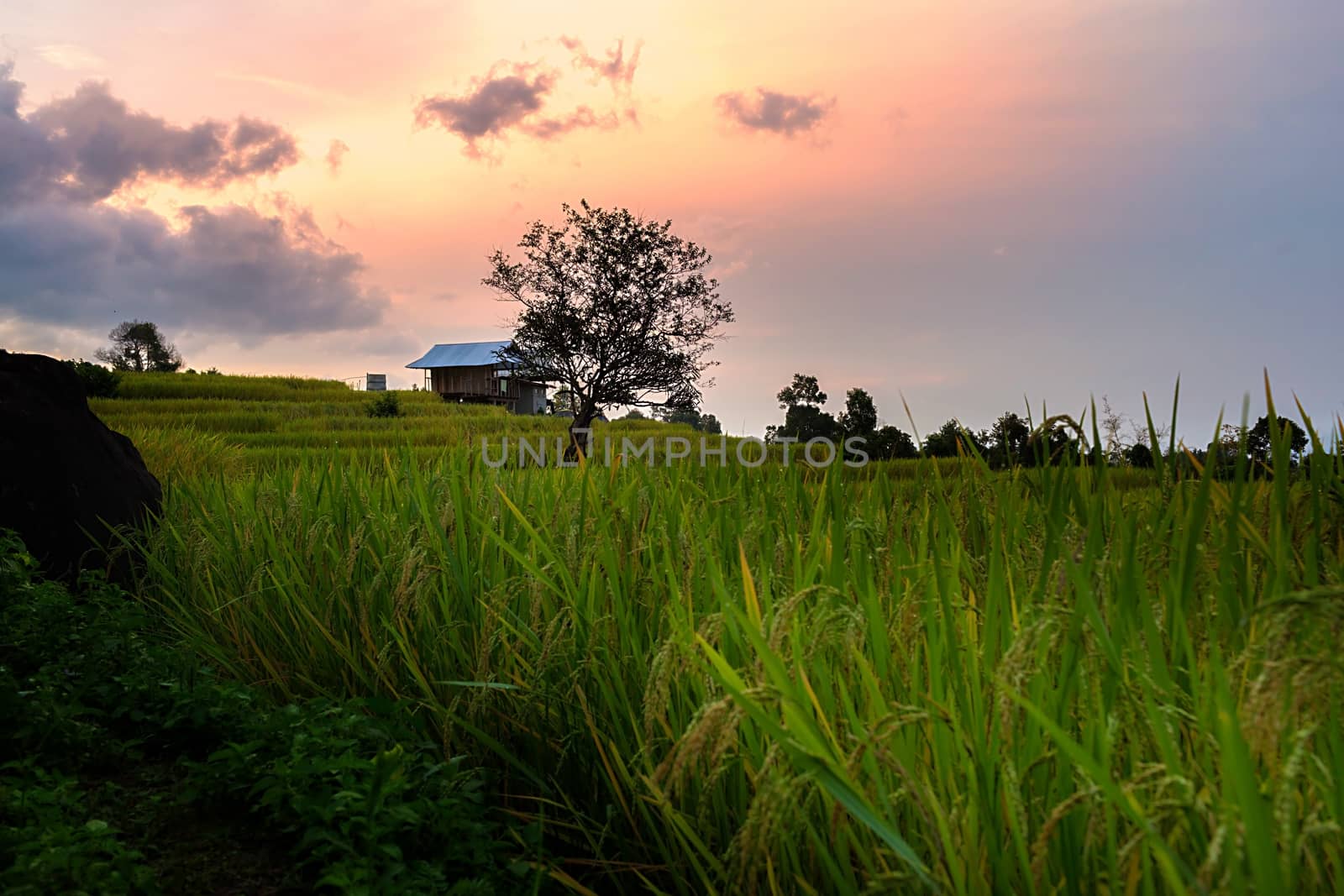Rice terraces in Chiang Mai, Thailand