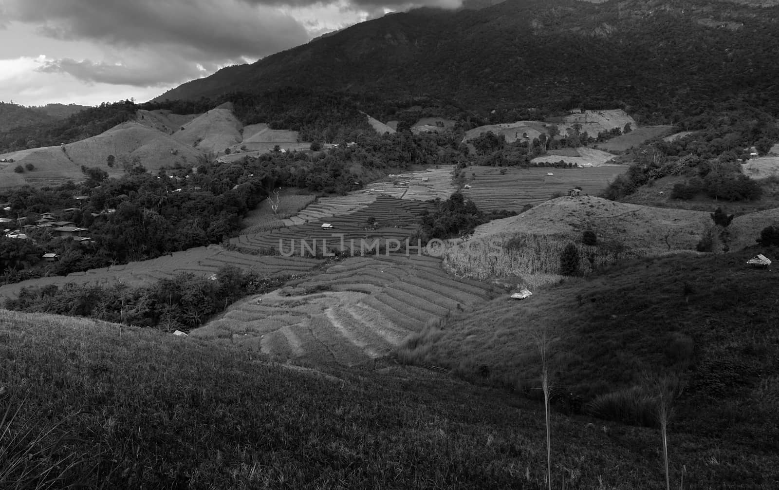Rice terraces in Chiang Mai, Thailand