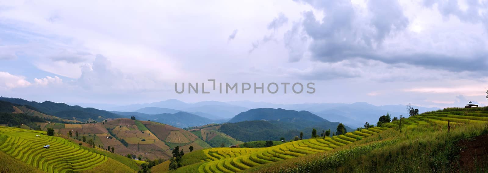 Rice terraces in Chiang Mai, Thailand