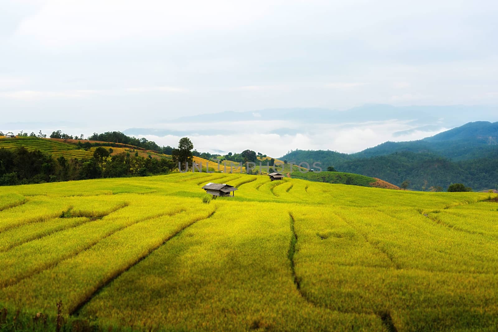 Rice terraces in Chiang Mai, Thailand