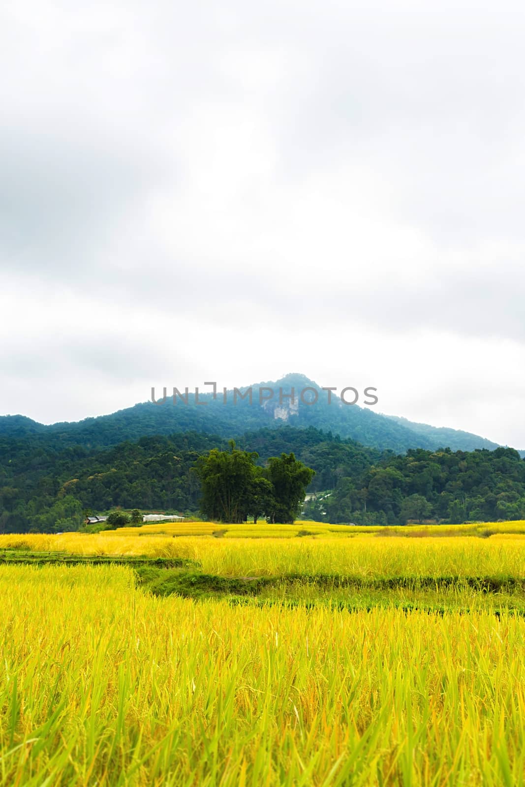 Rice terraces in Chiang Mai, Thailand