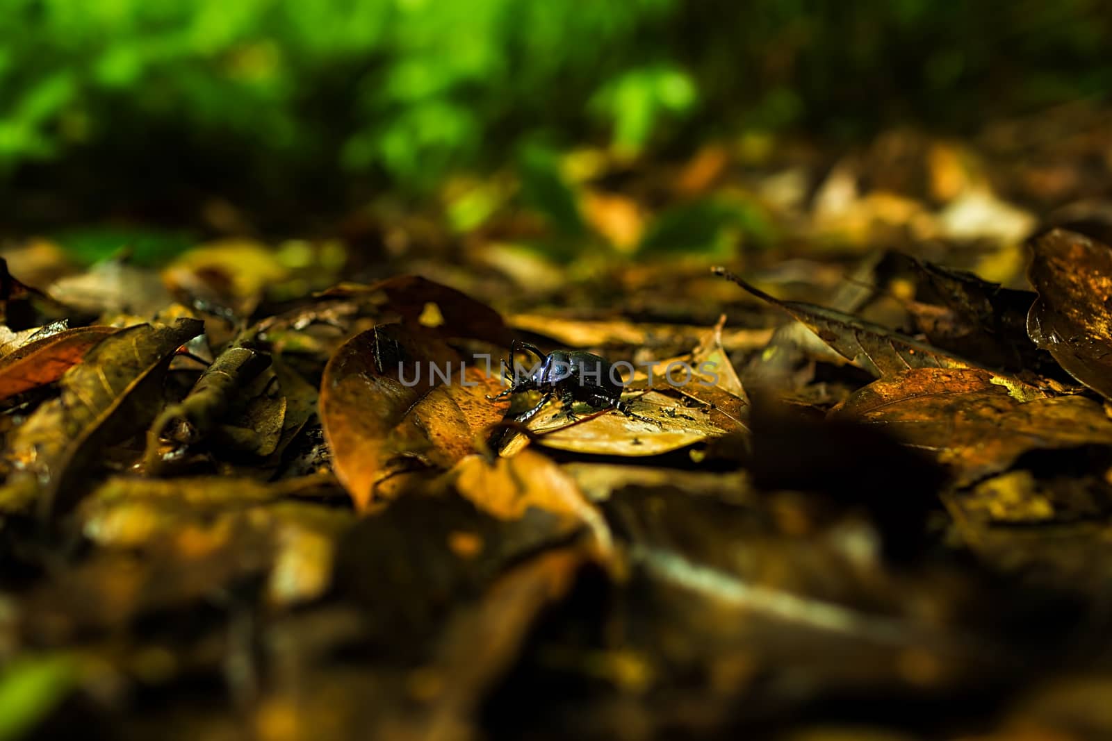 Small plants in Kew Mae Pan Nature Trail located at Chiang Mai, Thailand