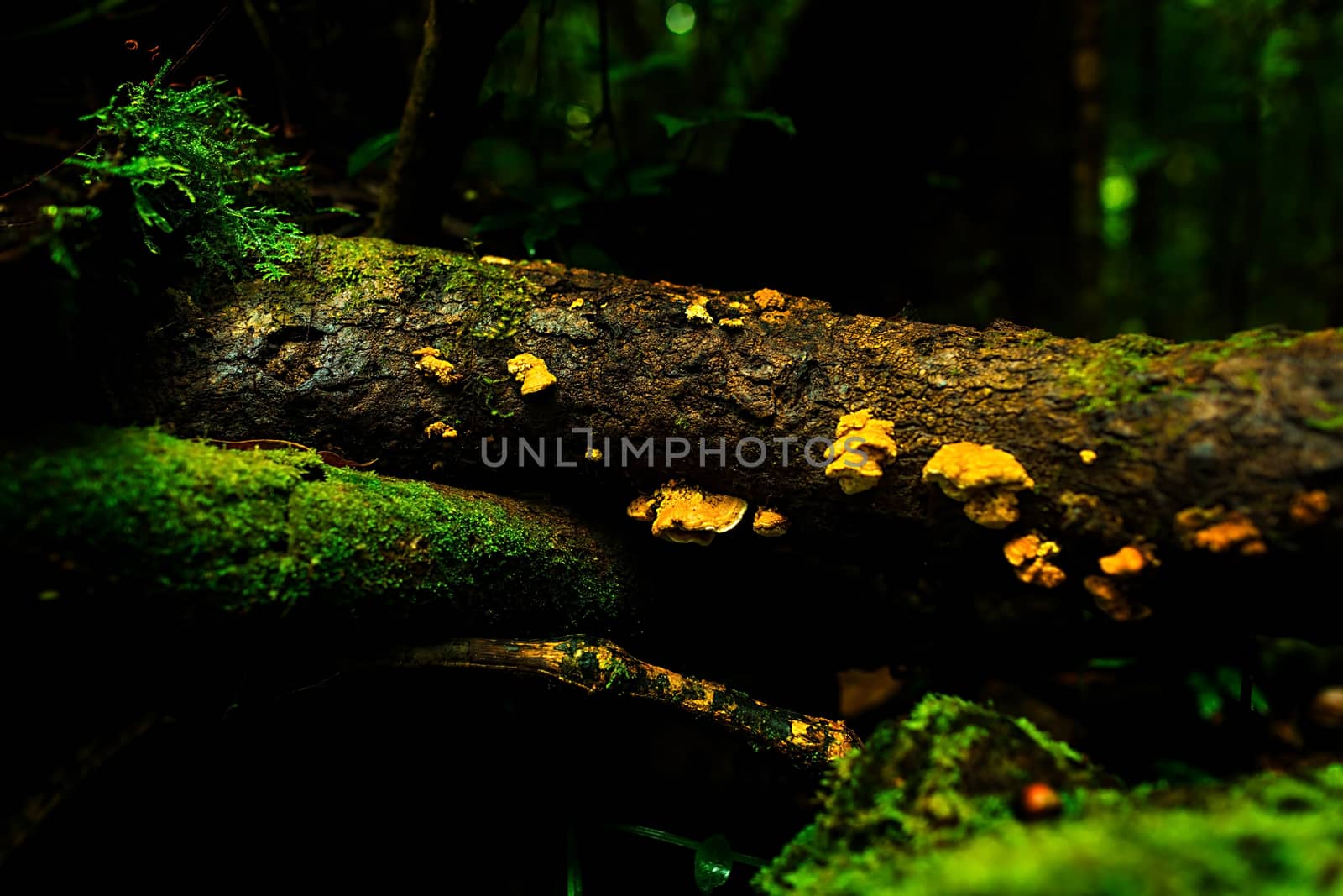 Small plants in Kew Mae Pan Nature Trail located at Chiang Mai, Thailand