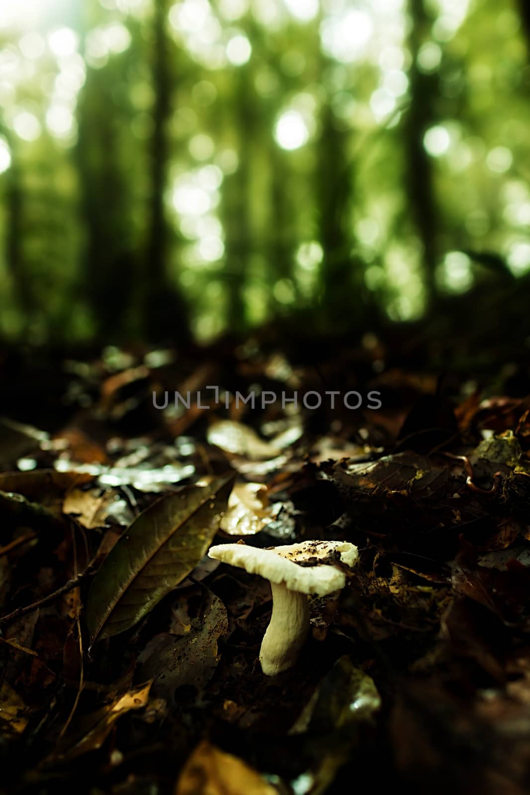 Small plants in Kew Mae Pan Nature Trail located at Chiang Mai, Thailand