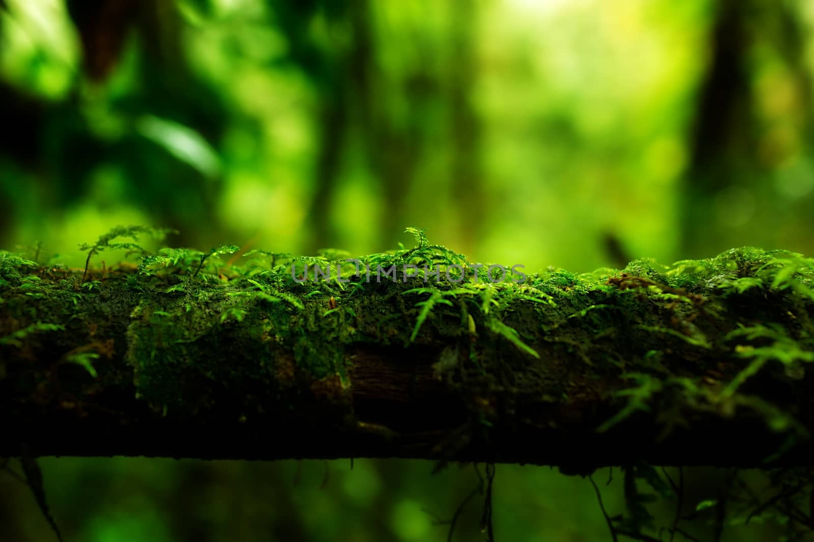 Small plants in Kew Mae Pan Nature Trail located at Chiang Mai, Thailand