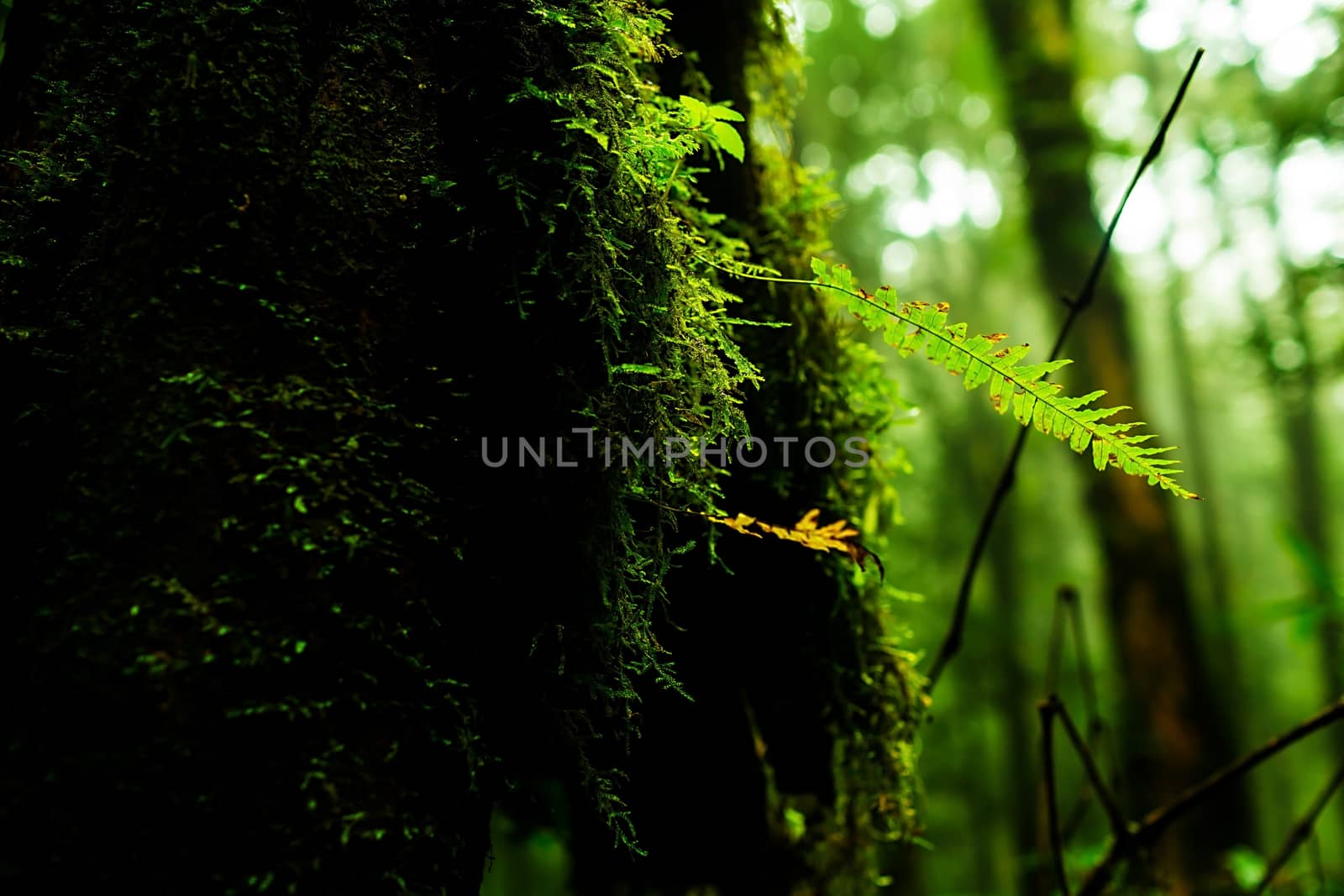 Small plants in Kew Mae Pan Nature Trail located at Chiang Mai, Thailand