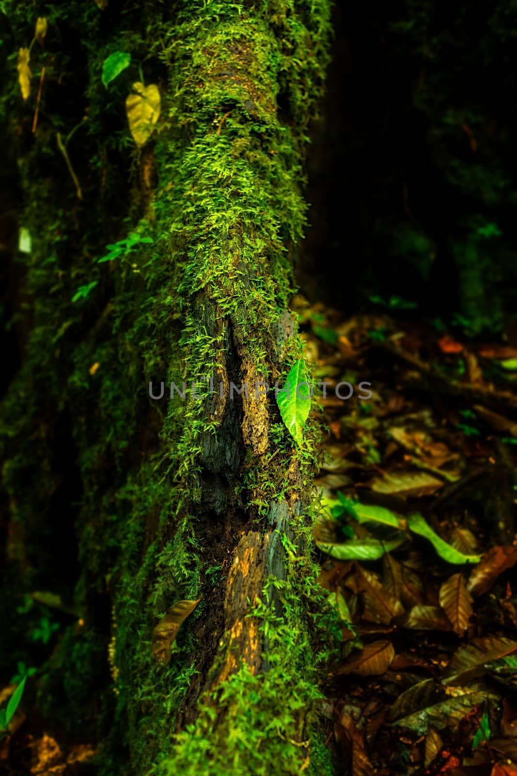 Small plants in Kew Mae Pan Nature Trail located at Chiang Mai, Thailand
