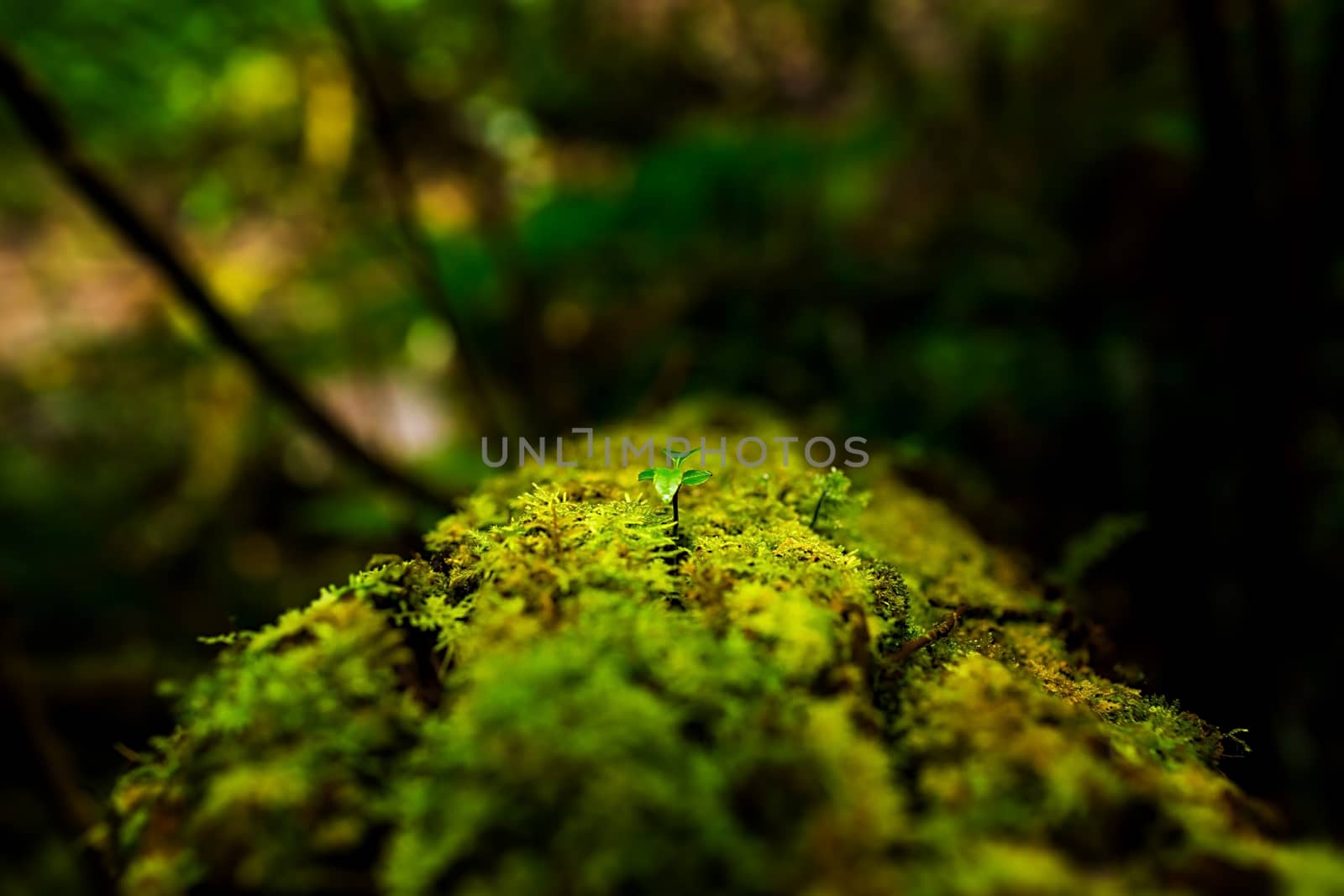 Small plants in Kew Mae Pan Nature Trail located at Chiang Mai, Thailand