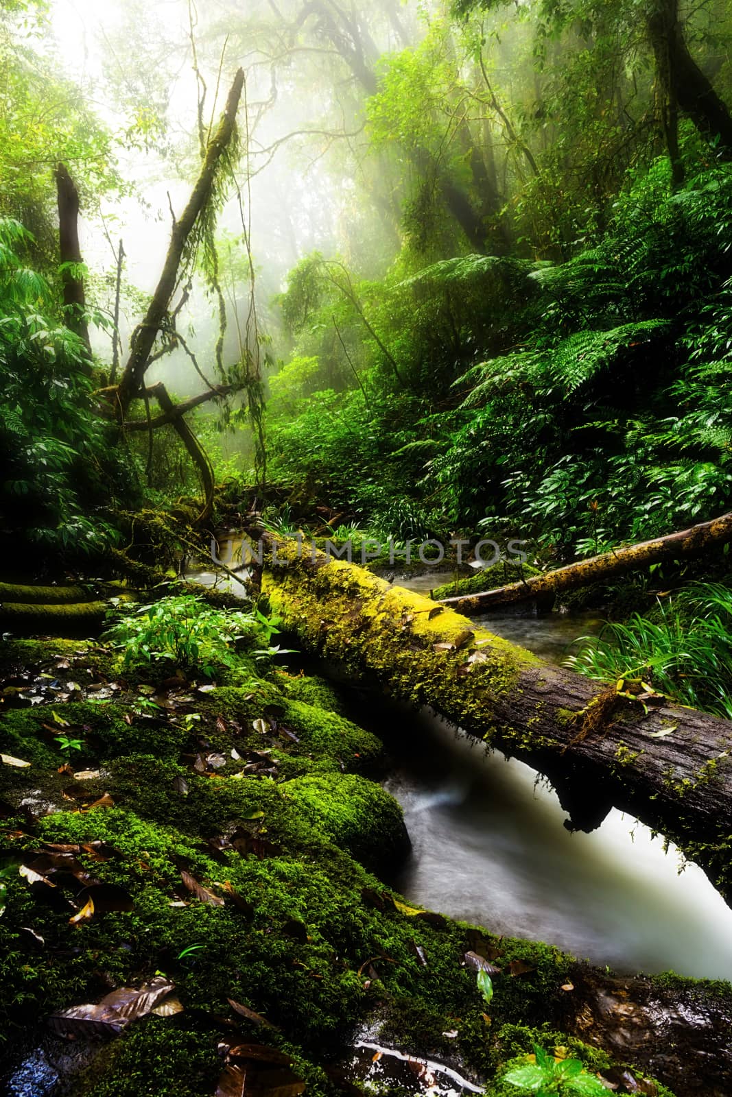 Landscape in Kew Mae Pan Nature Trail located at Chiang Mai