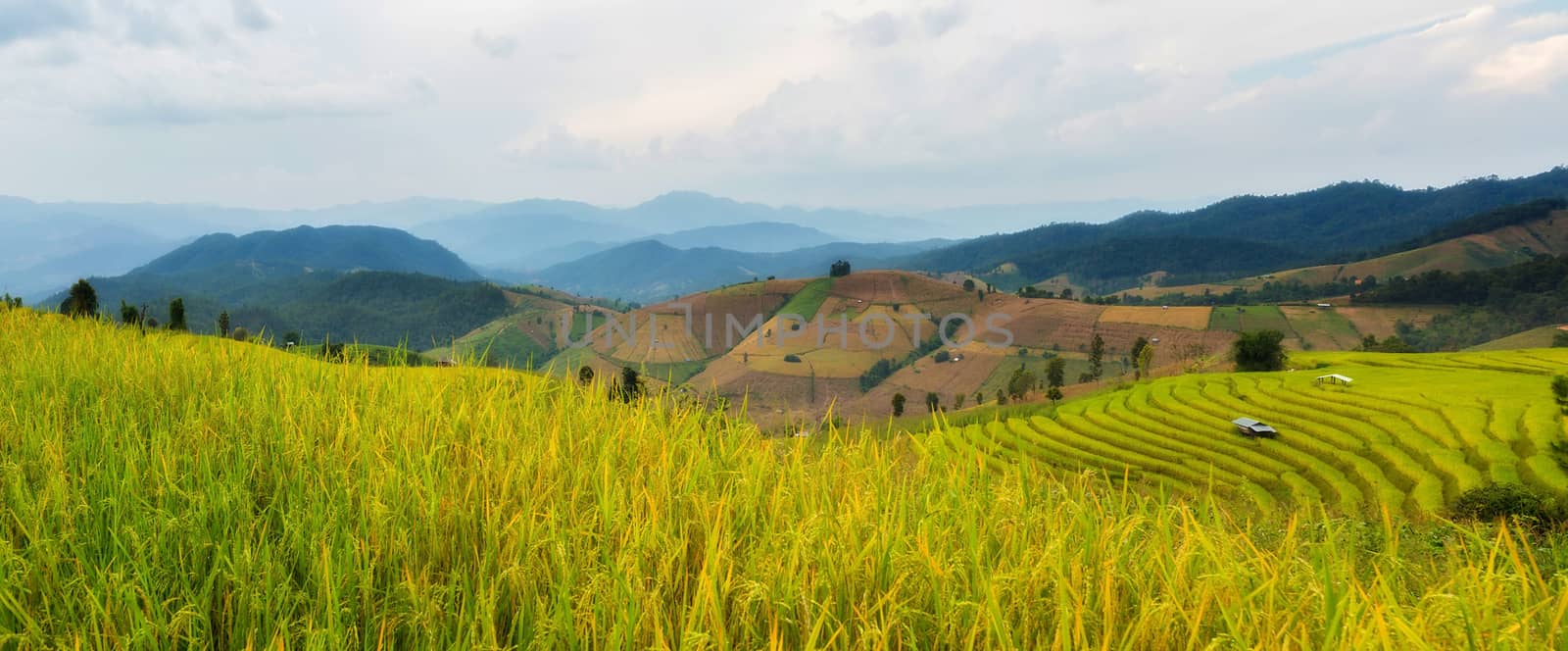 Rice terraces in Chiang Mai, Thailand