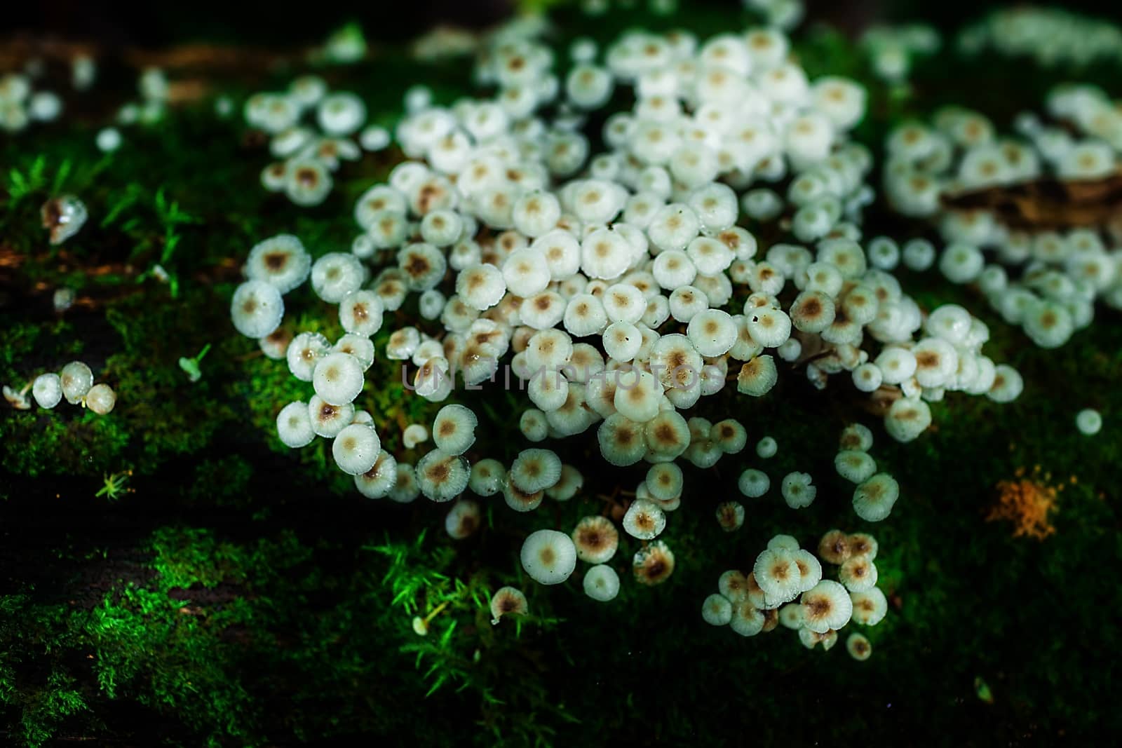 Small plants in Kew Mae Pan Nature Trail located at Chiang Mai, Thailand