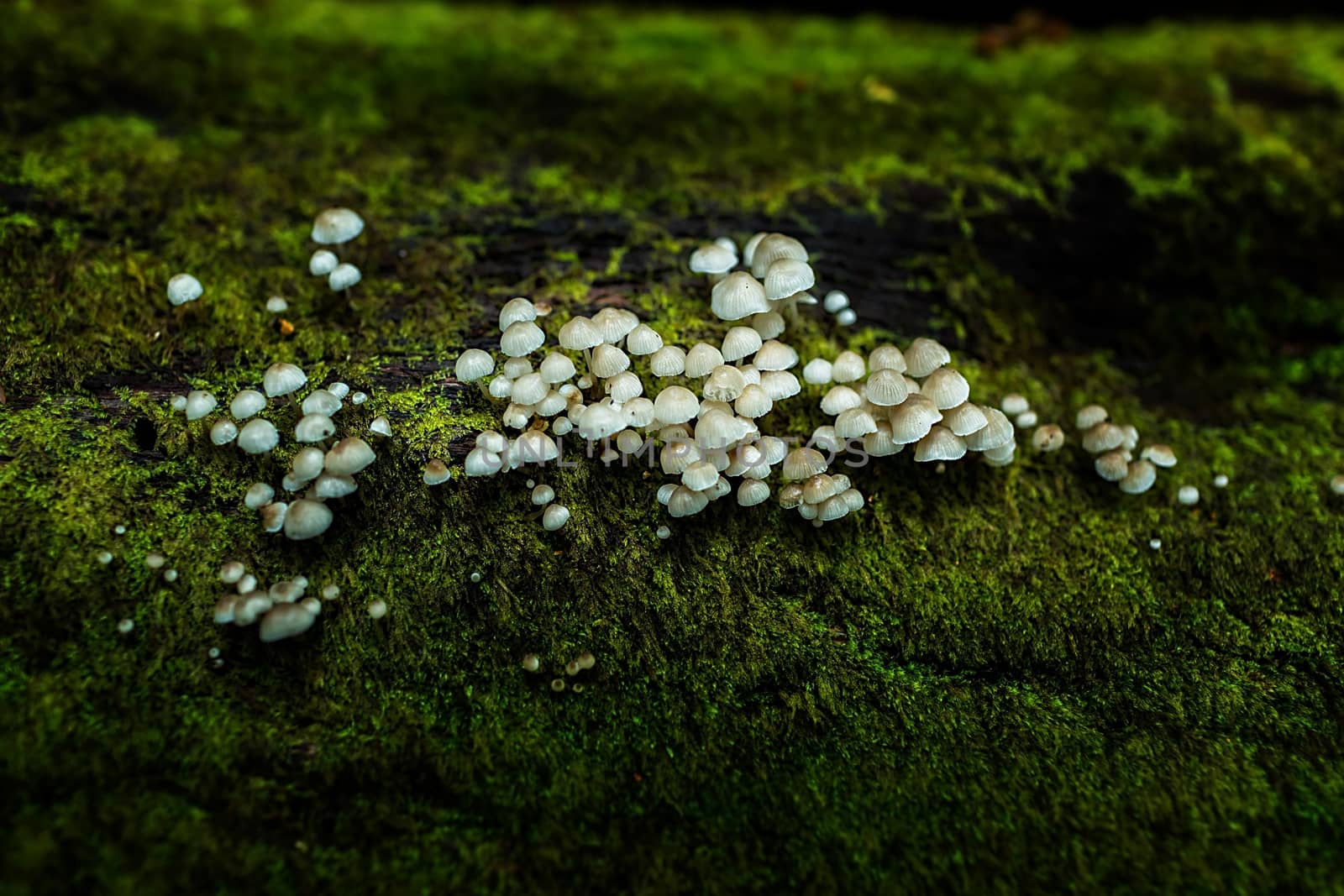 Small plants in Kew Mae Pan Nature Trail located at Chiang Mai, Thailand