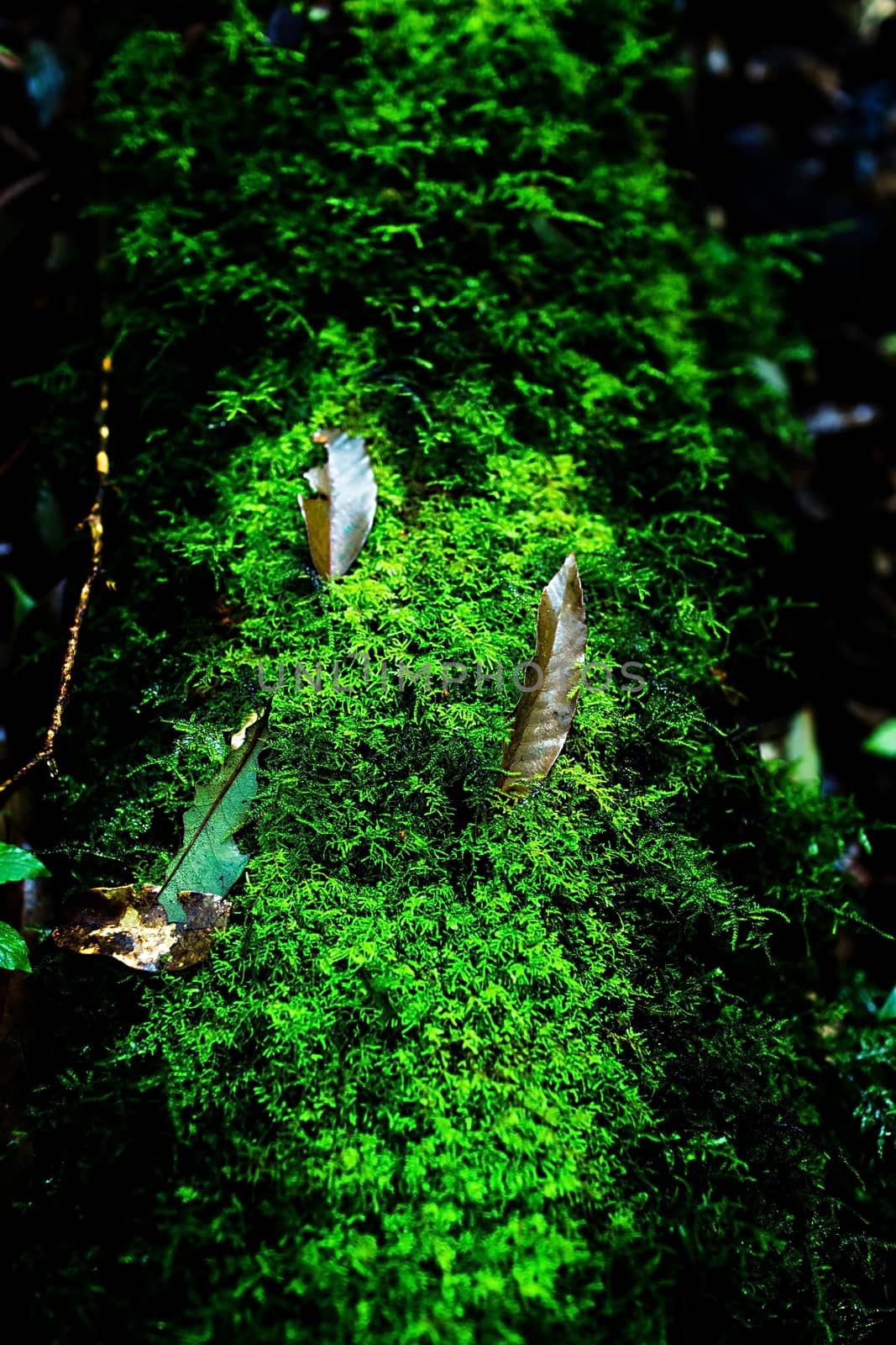 Small plants in Kew Mae Pan Nature Trail located at Chiang Mai, Thailand