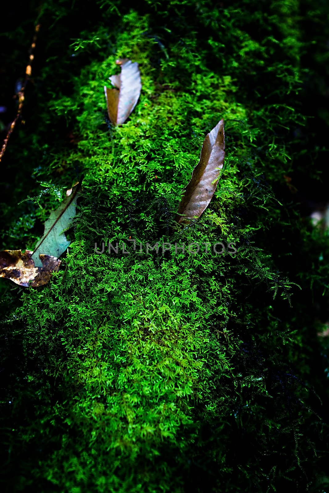 Small plants in Kew Mae Pan Nature Trail located at Chiang Mai, Thailand