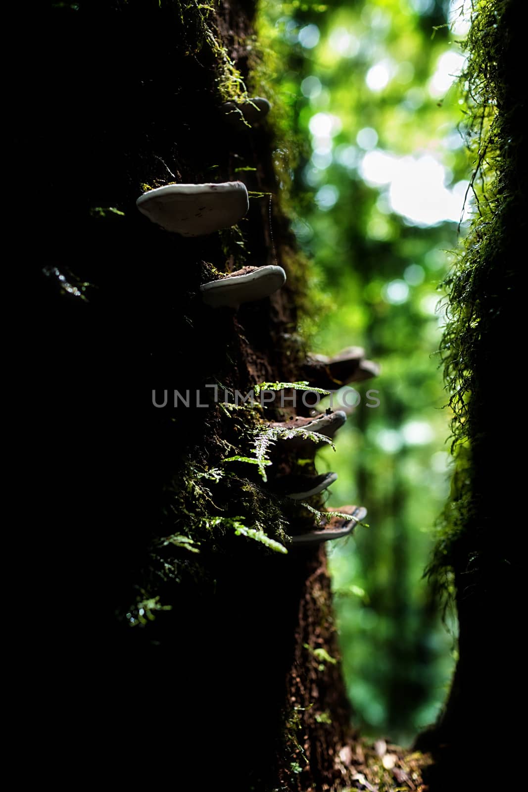 Small plants in Kew Mae Pan Nature Trail located at Chiang Mai, Thailand
