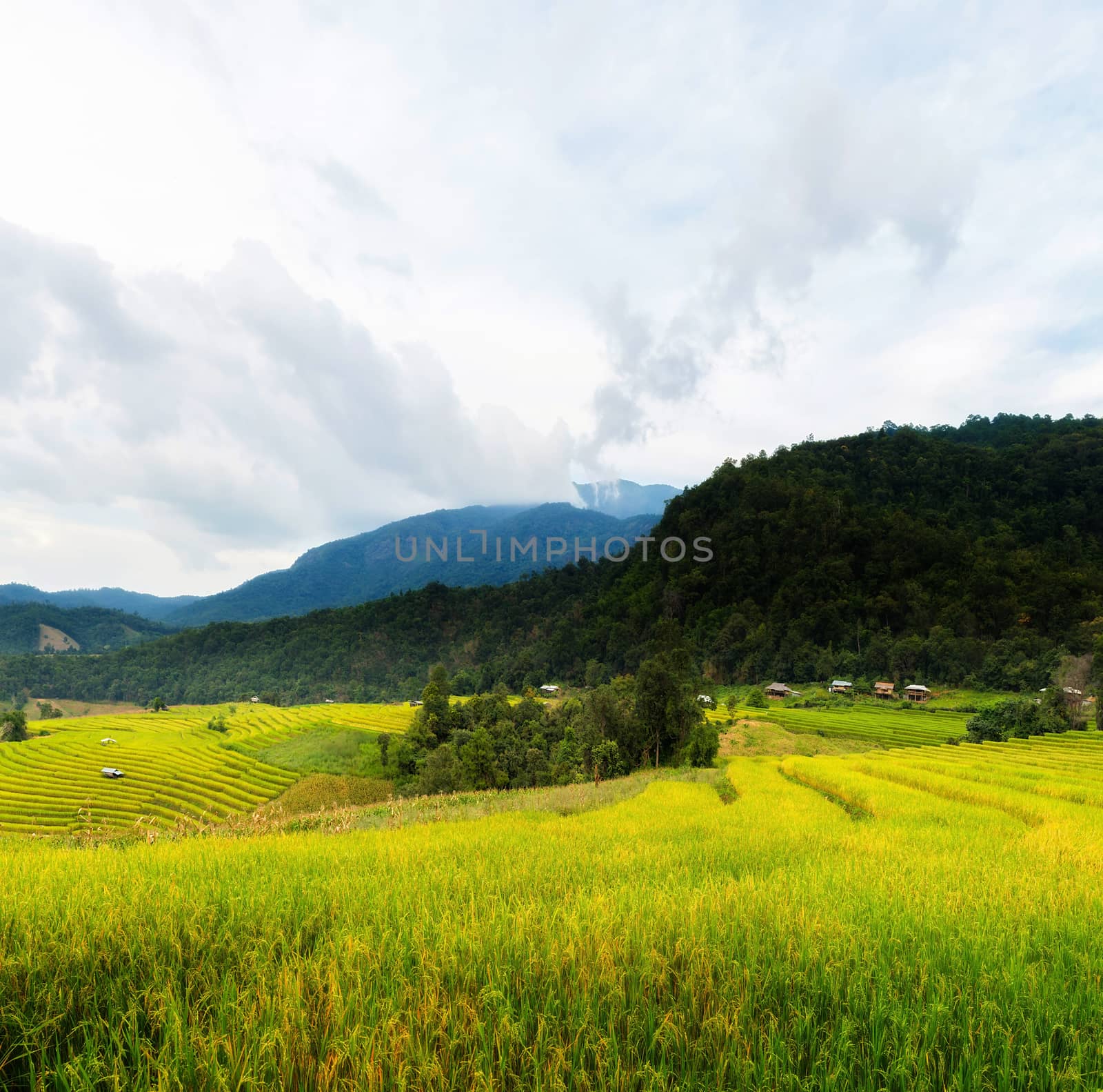 Rice terraces in Chiang Mai, Thailand